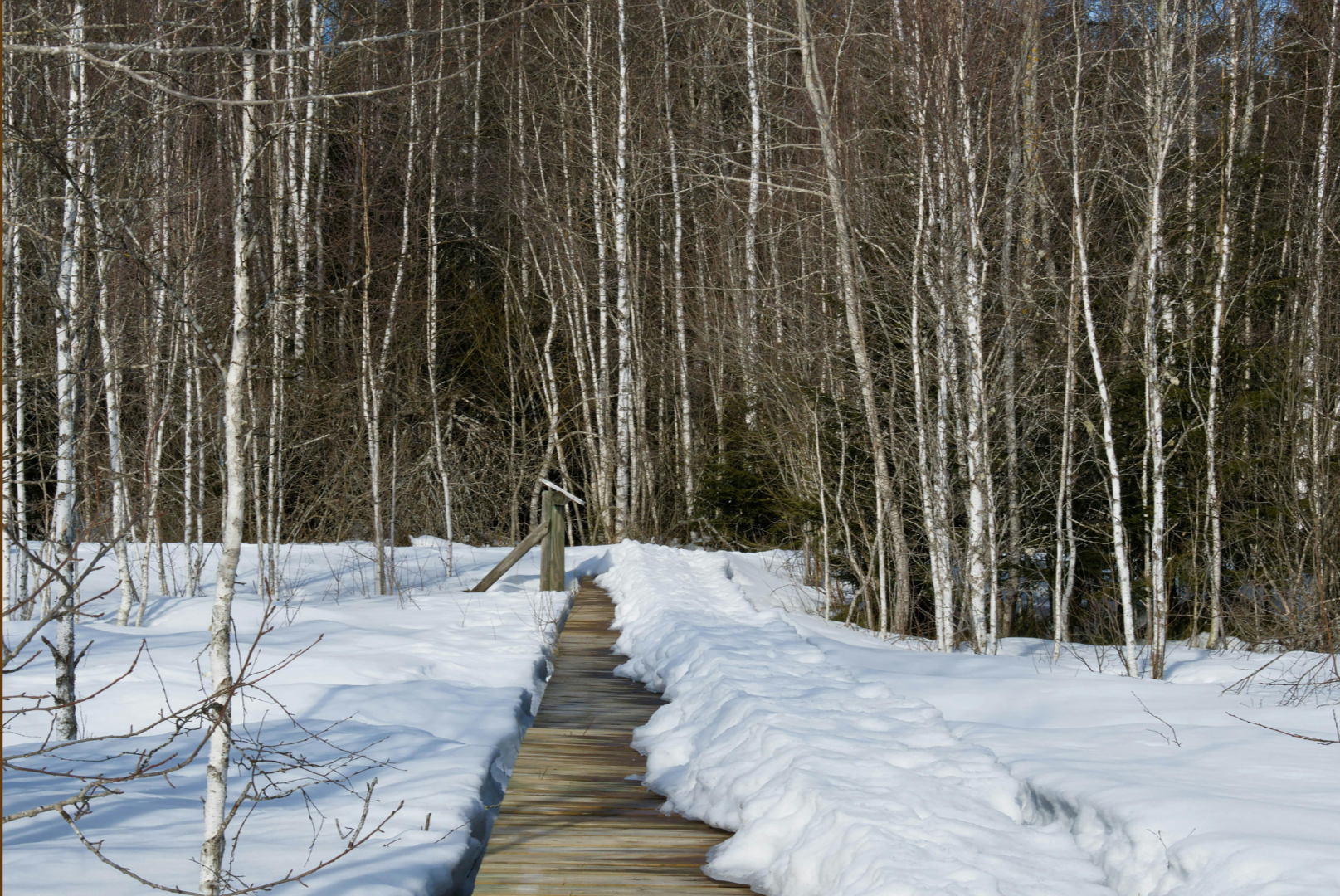 Winter nature walks for outdoor activities at the Reset Retreat