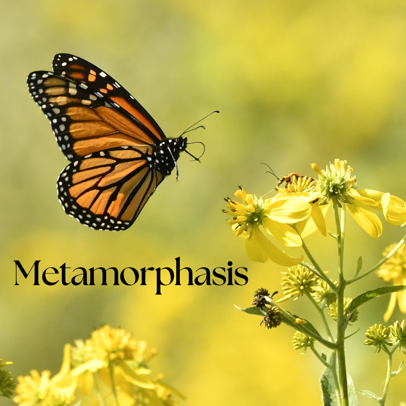 Metamorphosis: A Celebration of Healing & Transformation