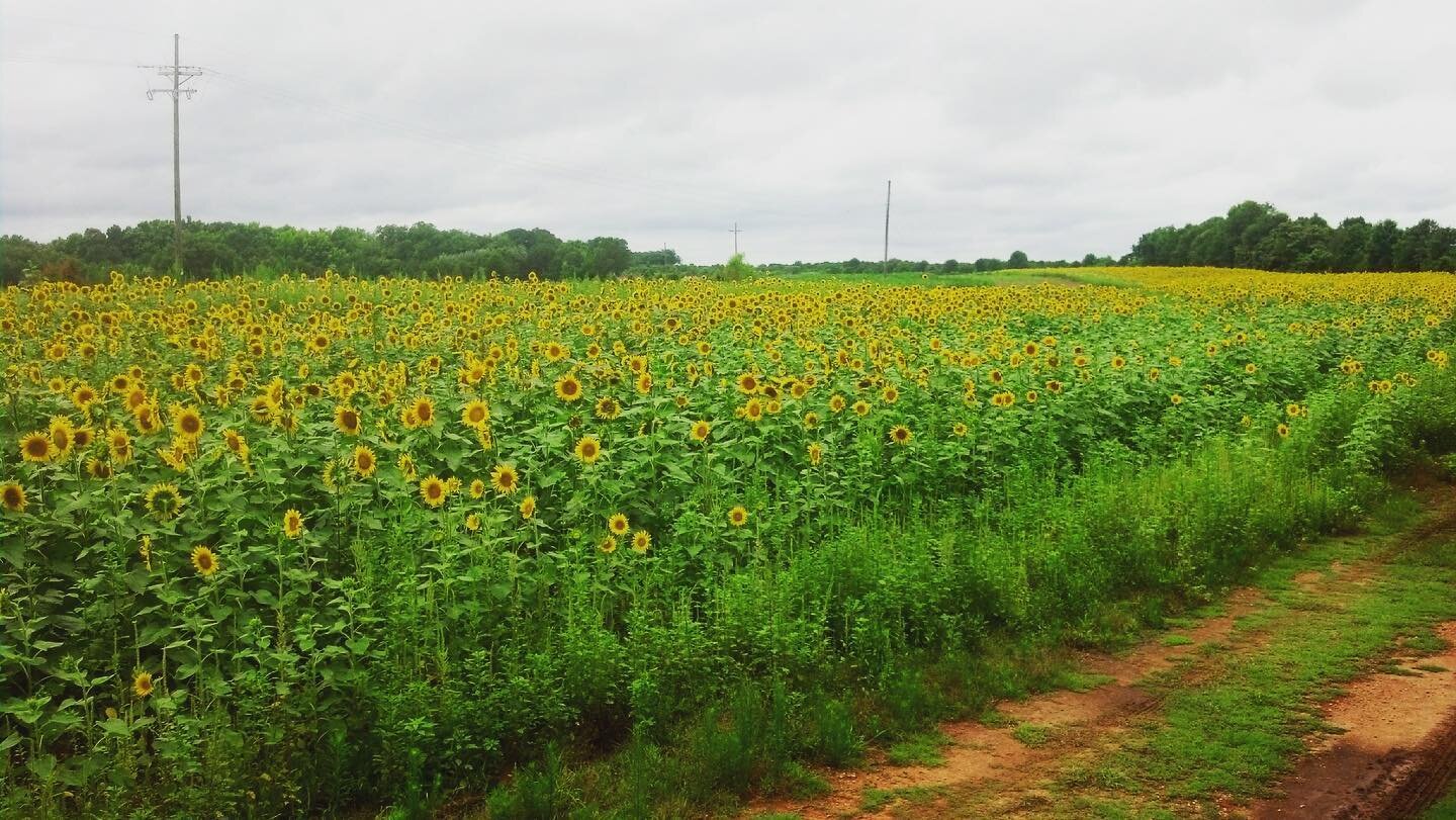 The sunflowers 🌻 along the Rockton, Rion, &amp; Western Railroad are in full bloom! Don&rsquo;t miss your chance to see them - book your SC Railroad Museum train ride tickets 🚂🎟 for the next two Saturdays at SCRM.org! #scrailroadmuseum