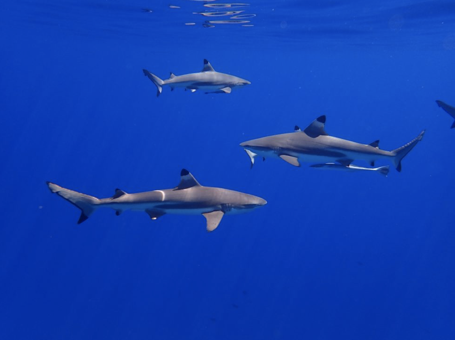Lessons From A Shark