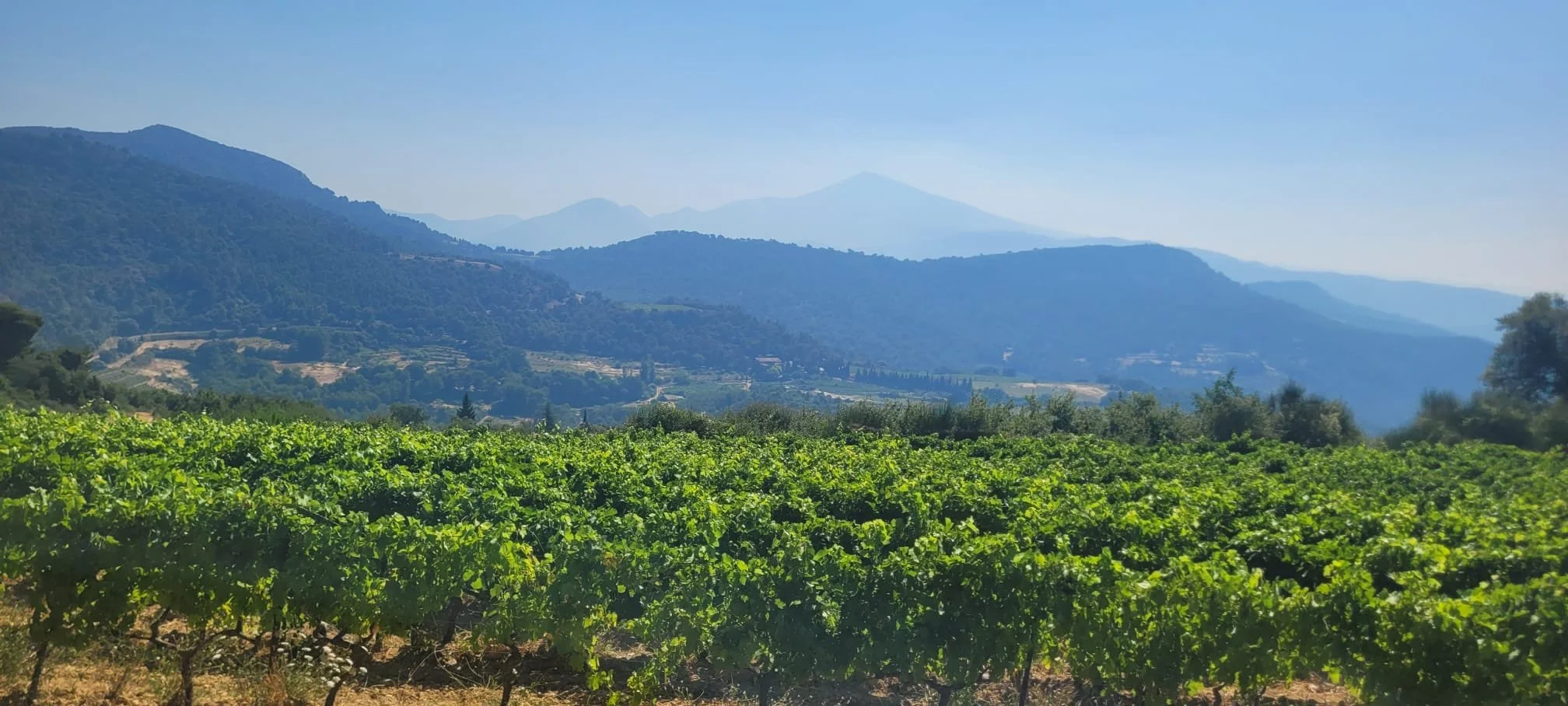 vin bio biodynamie rhône