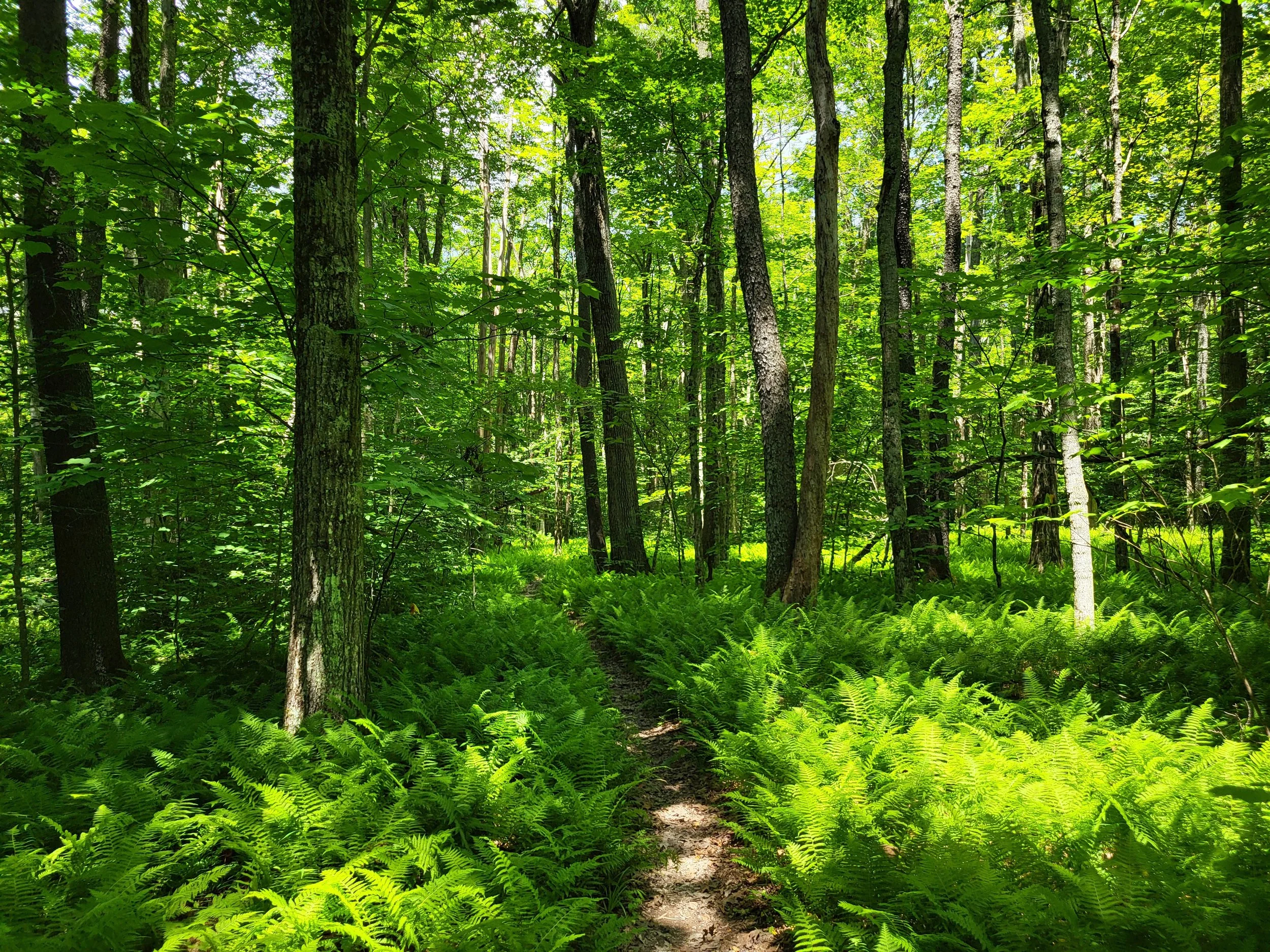 Announcing the Cranberry Basecamp 2026 Artist In Residence Program