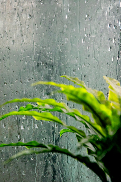 Close-up of green houseplants in front of a rainy window with water droplets.