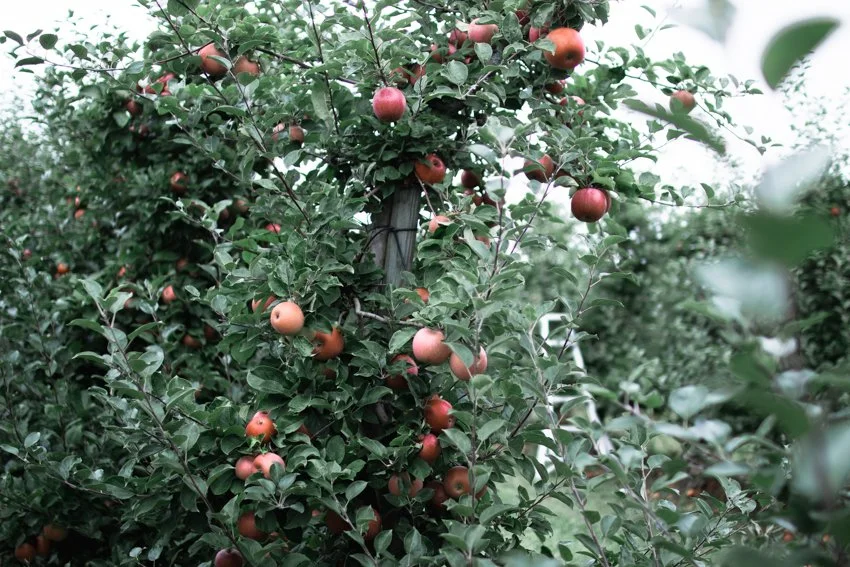NN_høst-3198.jpg