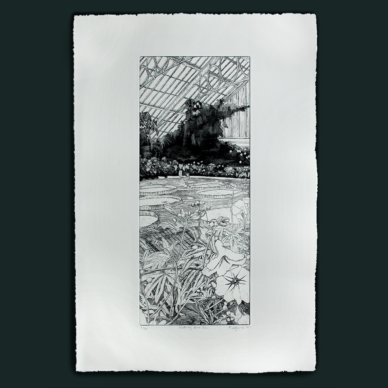 Kew Waterlily House Etching