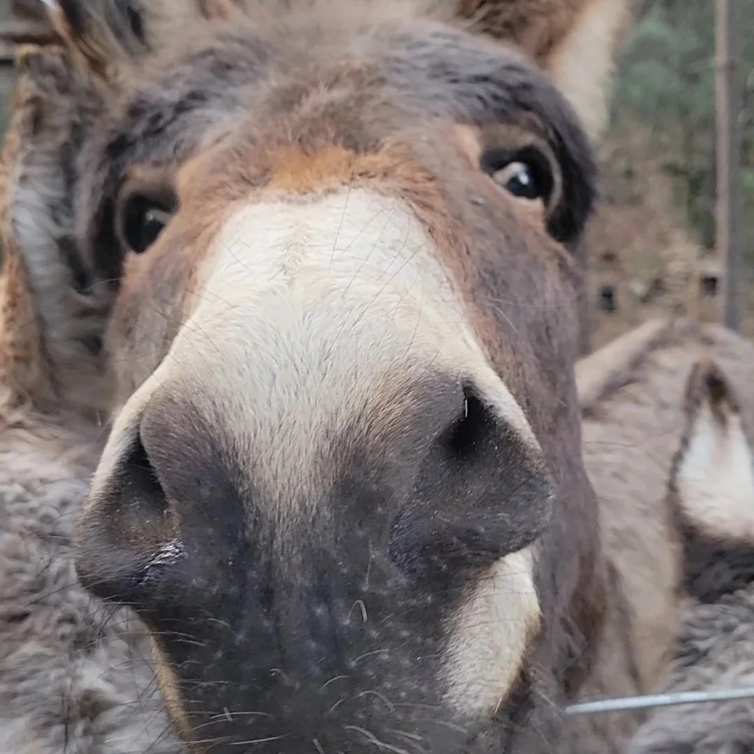 Close-up of a donkey's face, with its nose in the center, outdoors with trees and a fence in the background.