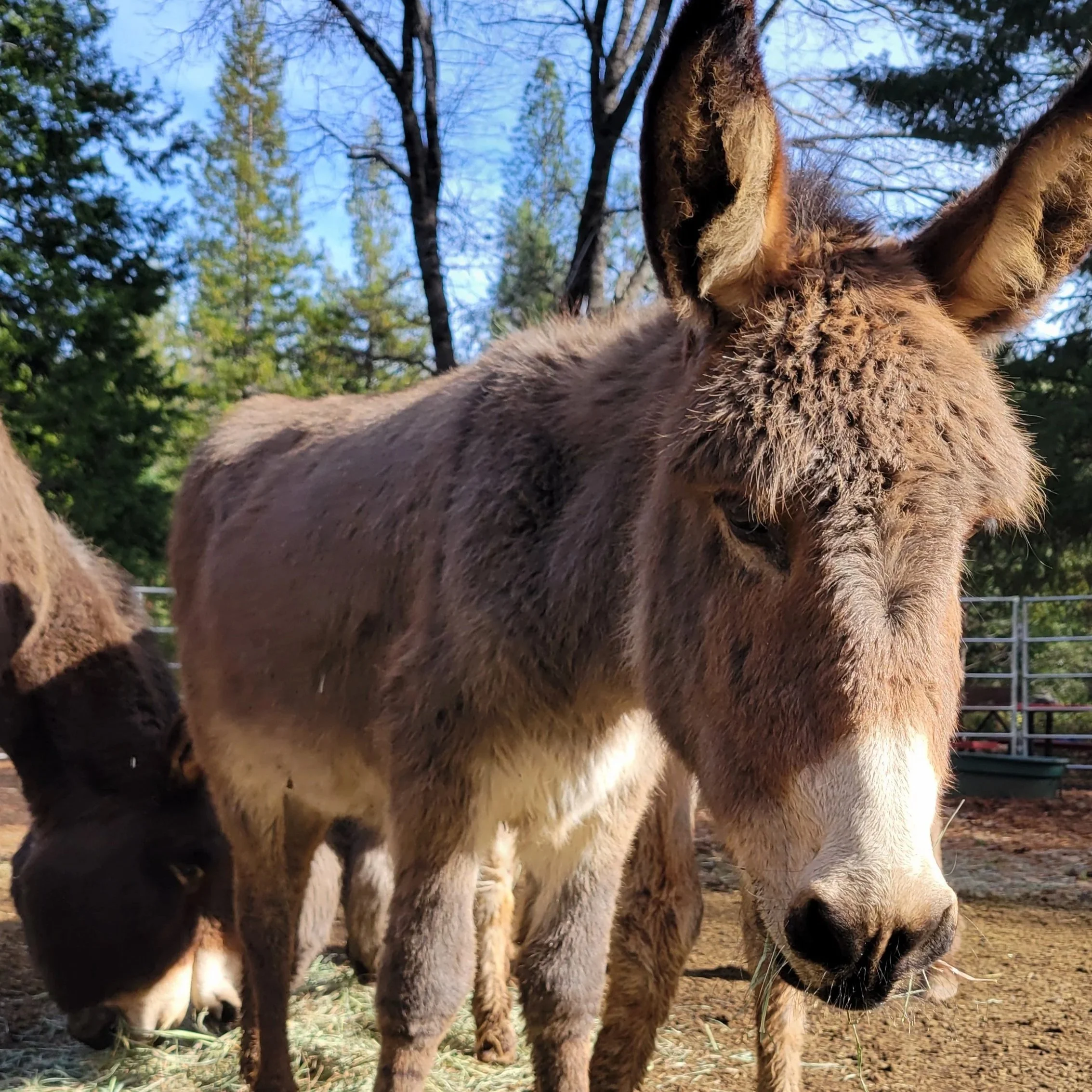 Close-up of a young donkey peeking through a wooden fence.