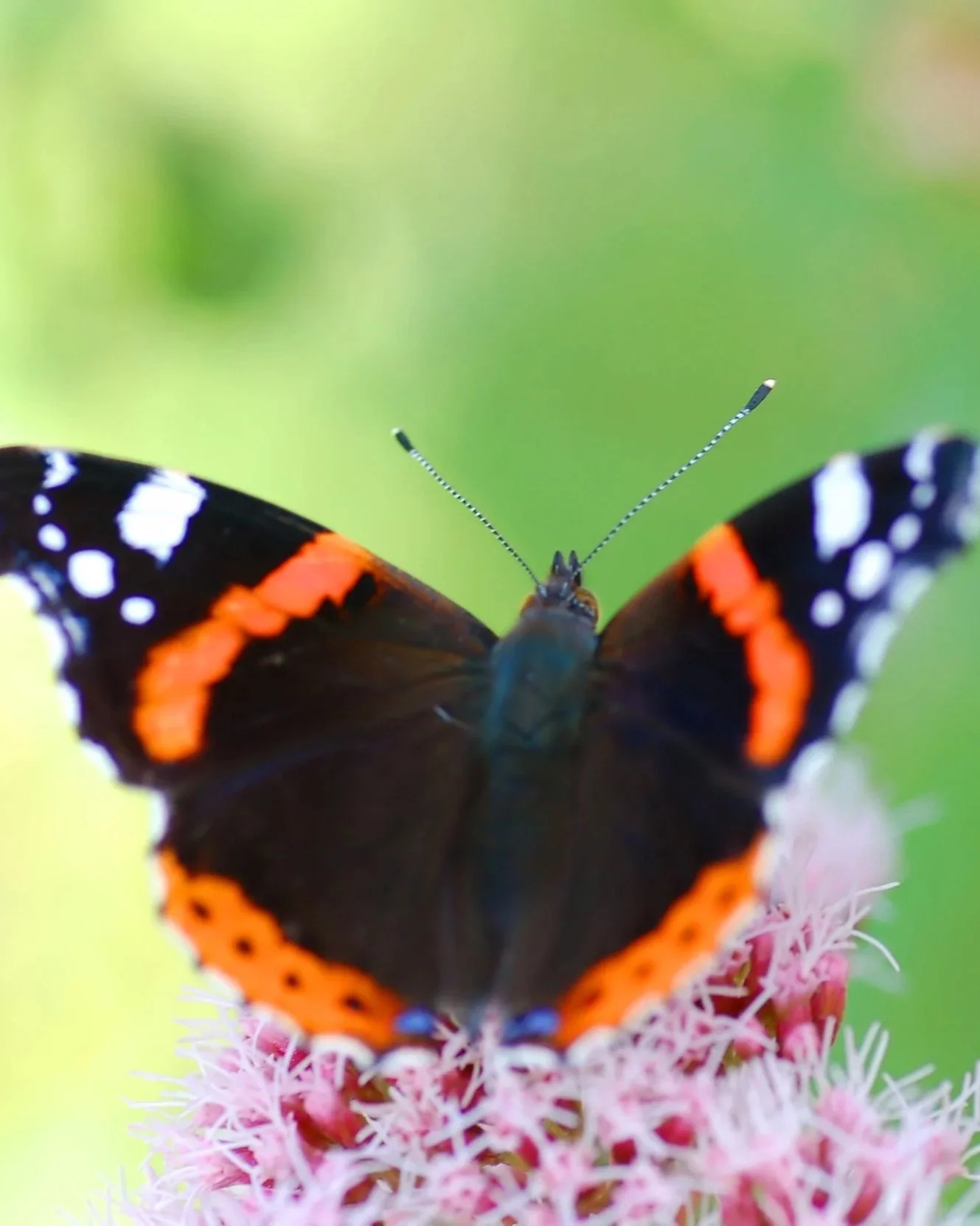 Butterfly Release