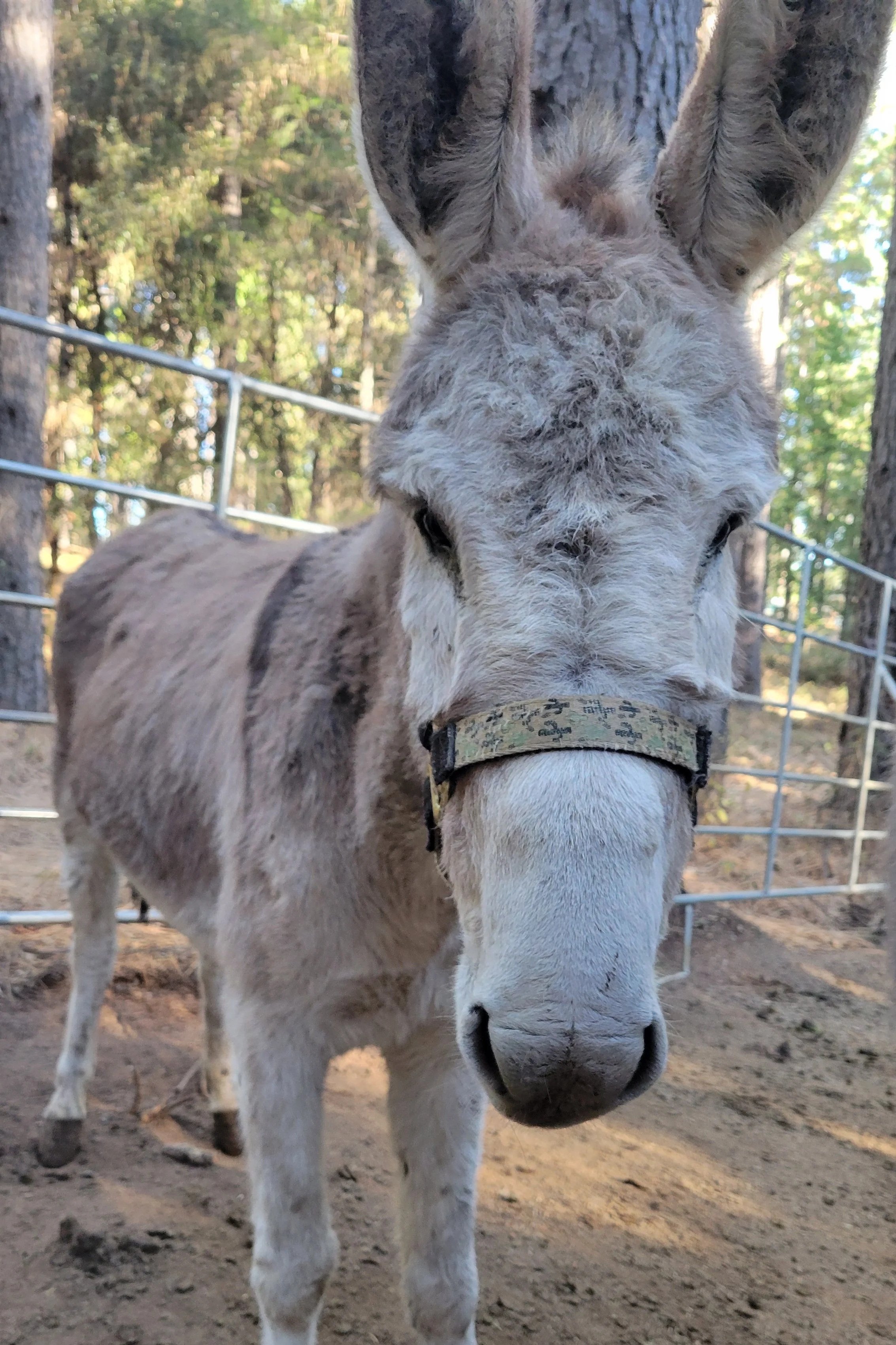 Close-up of a light brown and white donkey inside a barn with wooden walls.