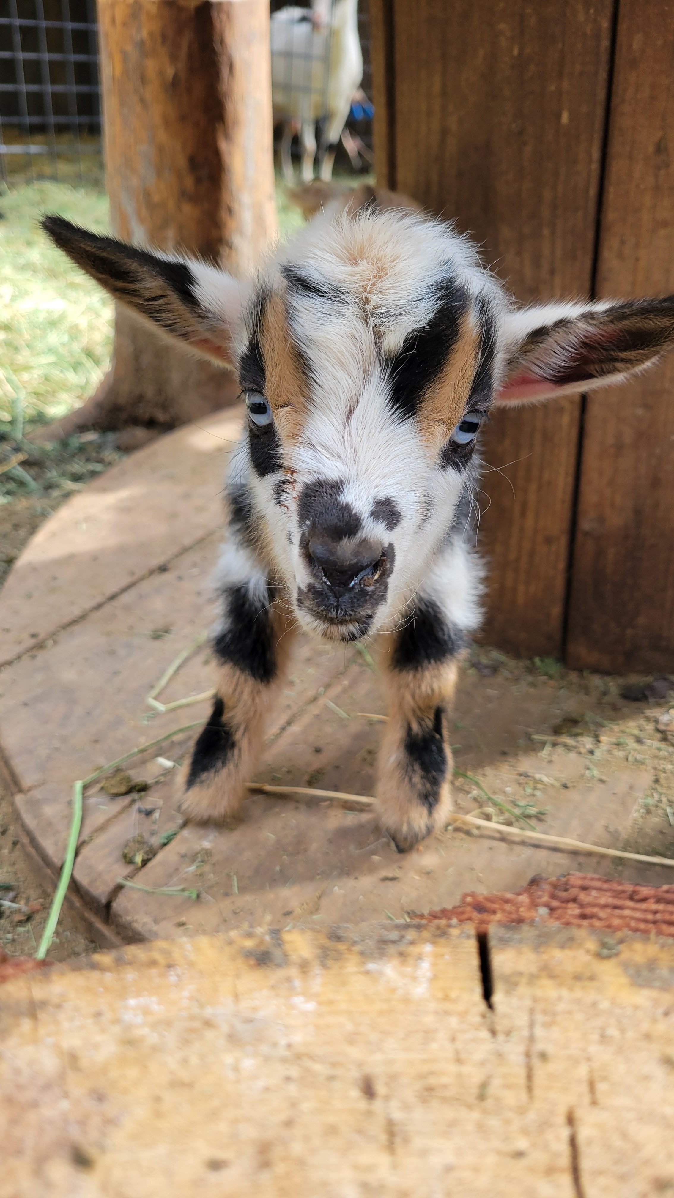 Baby Goat Visit