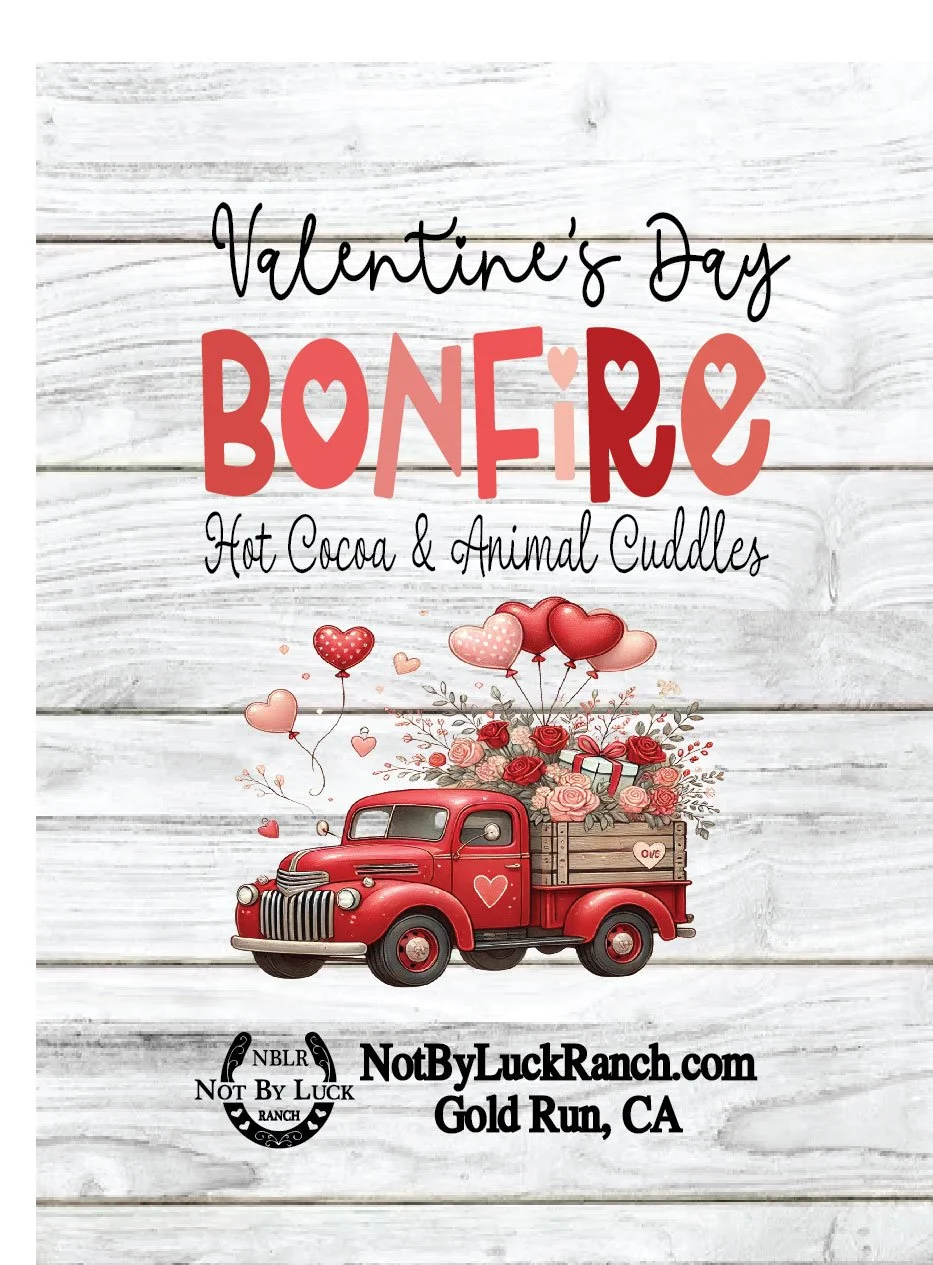 2026 Valentine's Day Bonfire