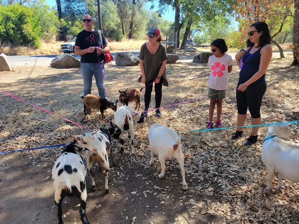 goat walk4.jpg
