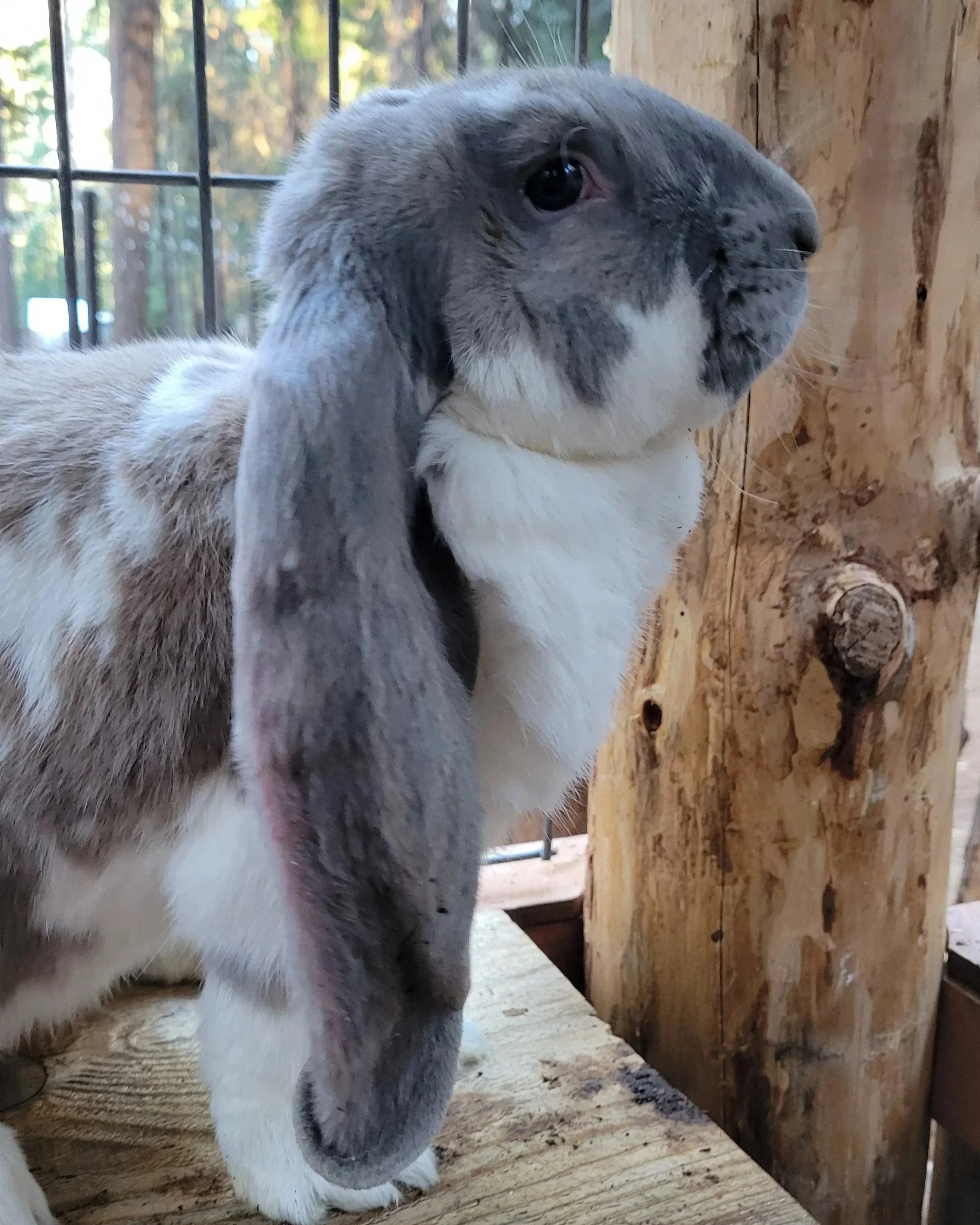 Baby Bunny Bash
