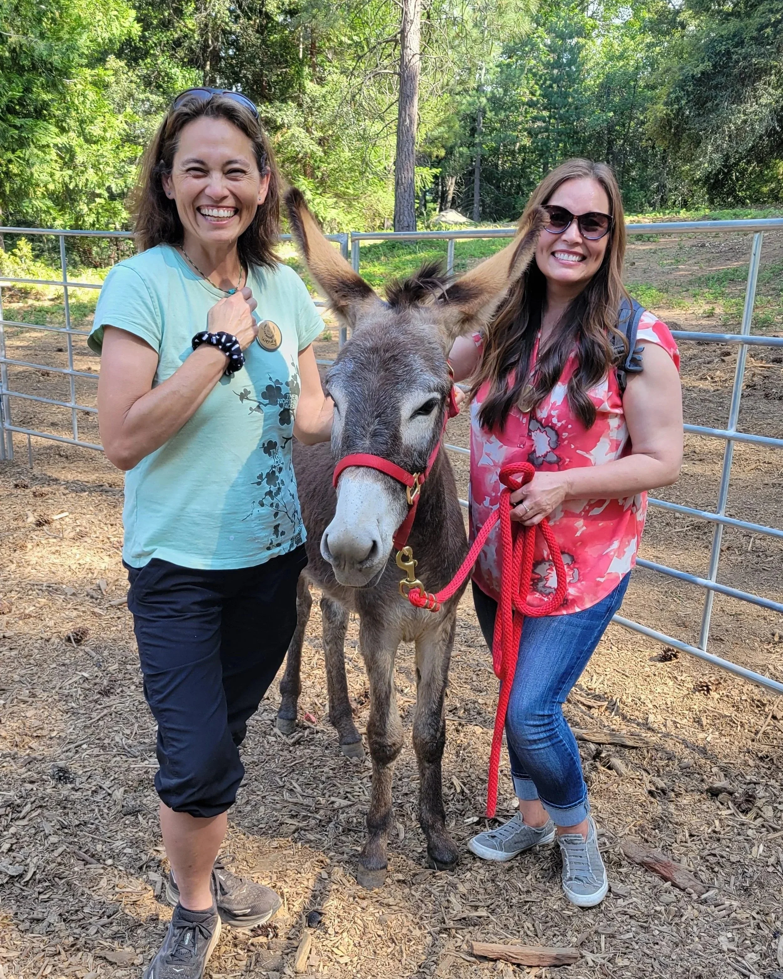 Donkey Walks