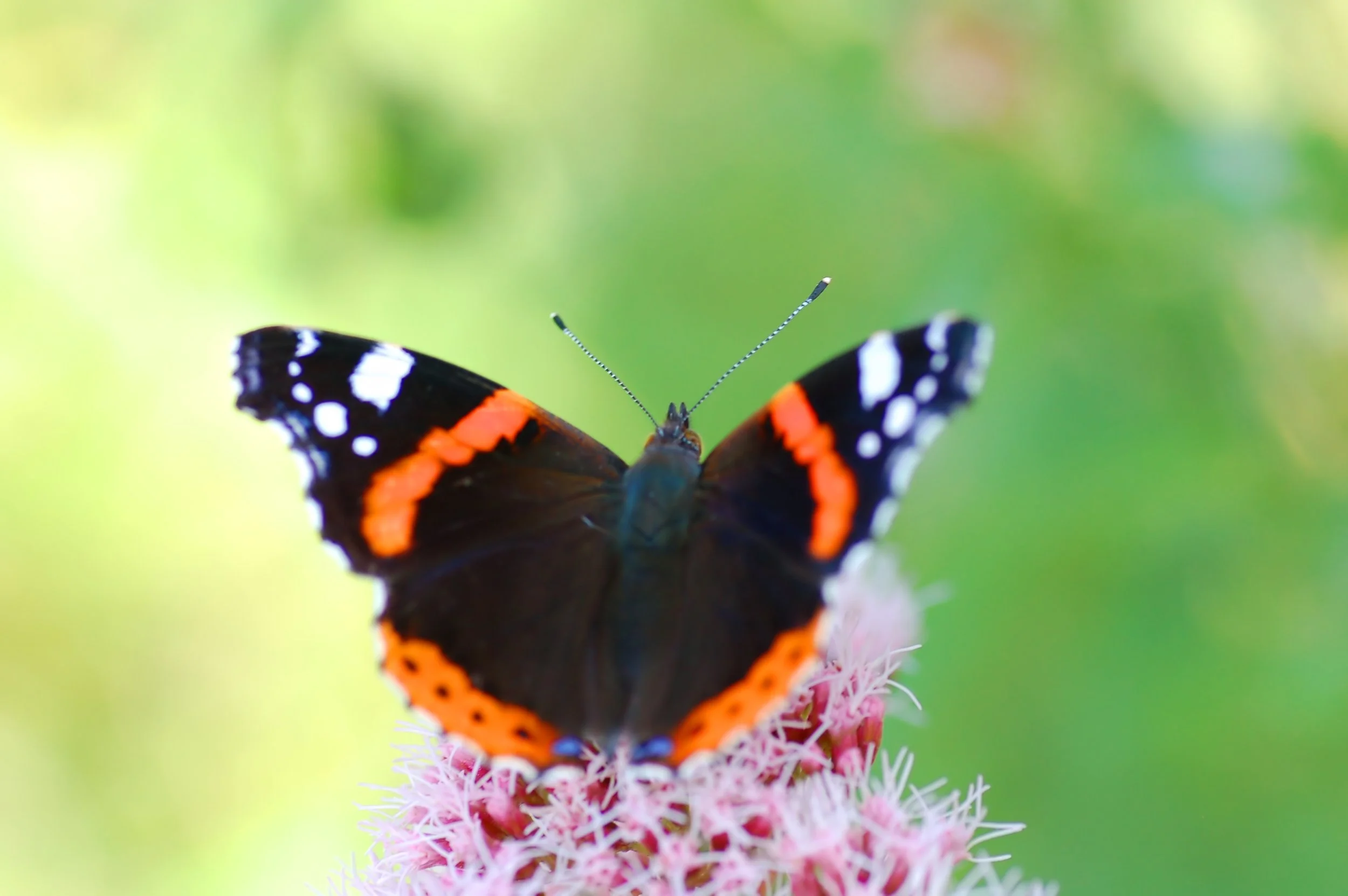 DSC_0922.jpg