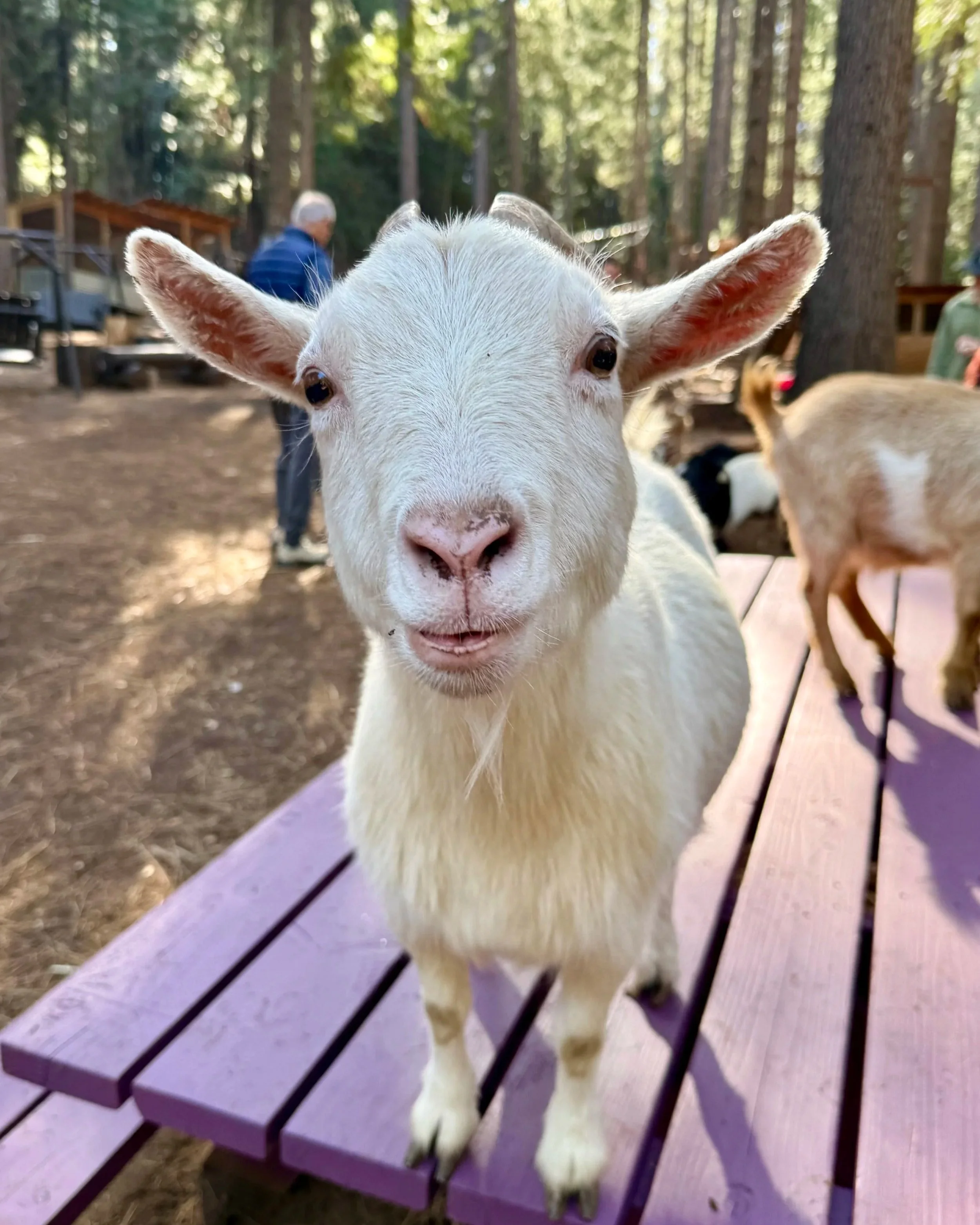 Goat Walks