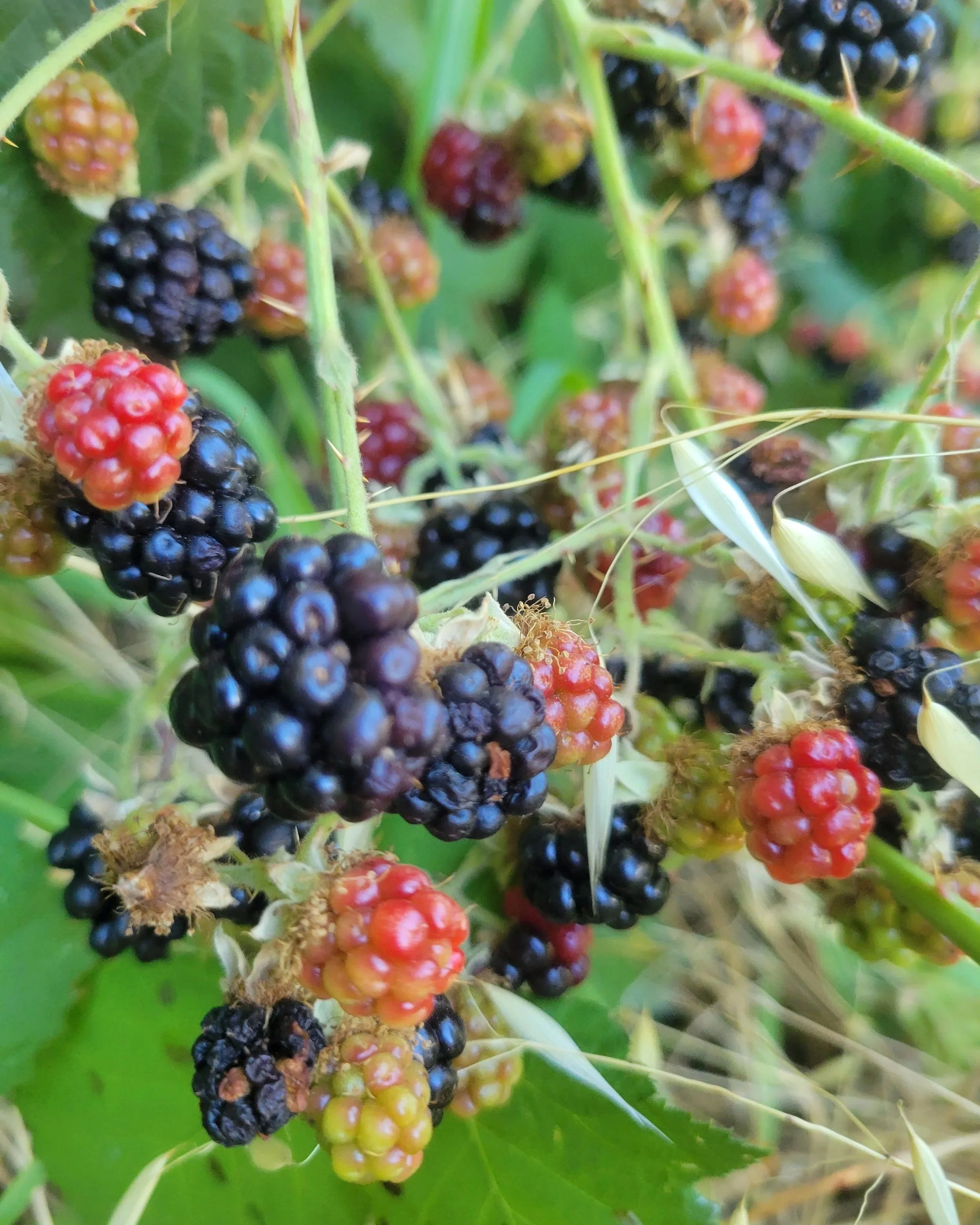 The Blackberry Jam