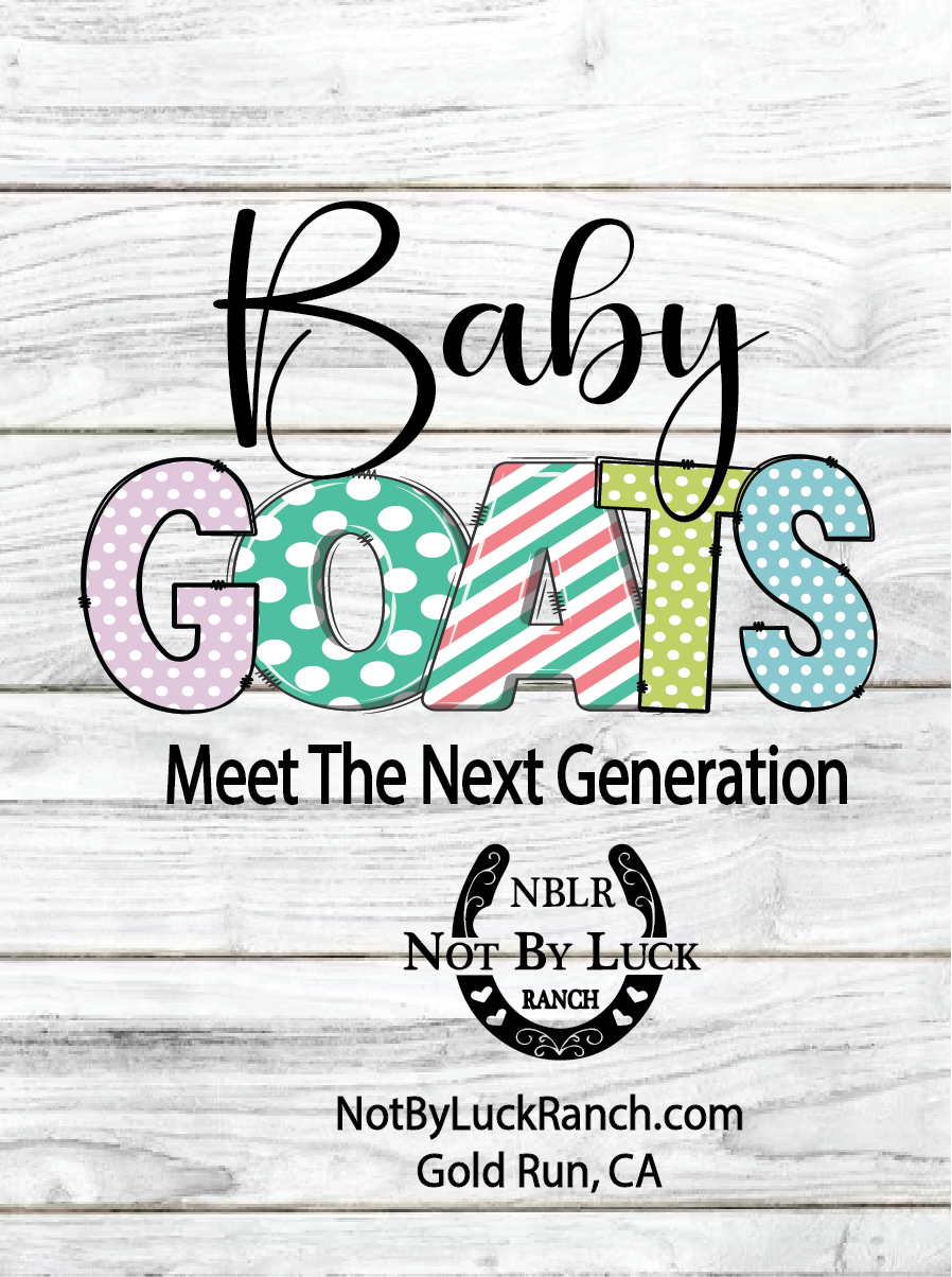 baby goats for web.png