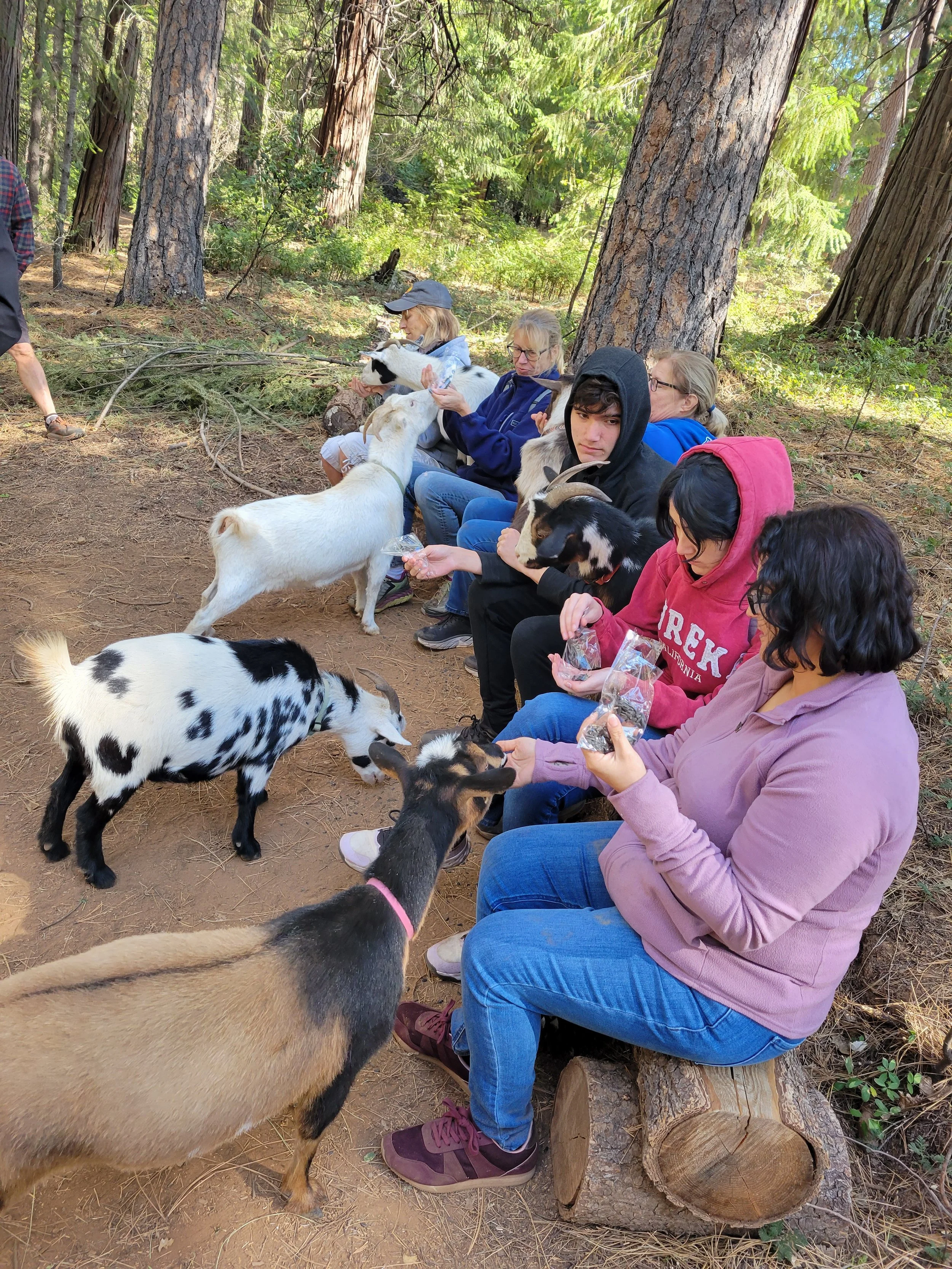 People sitting on logs in a forest, feeding and interacting with goats.