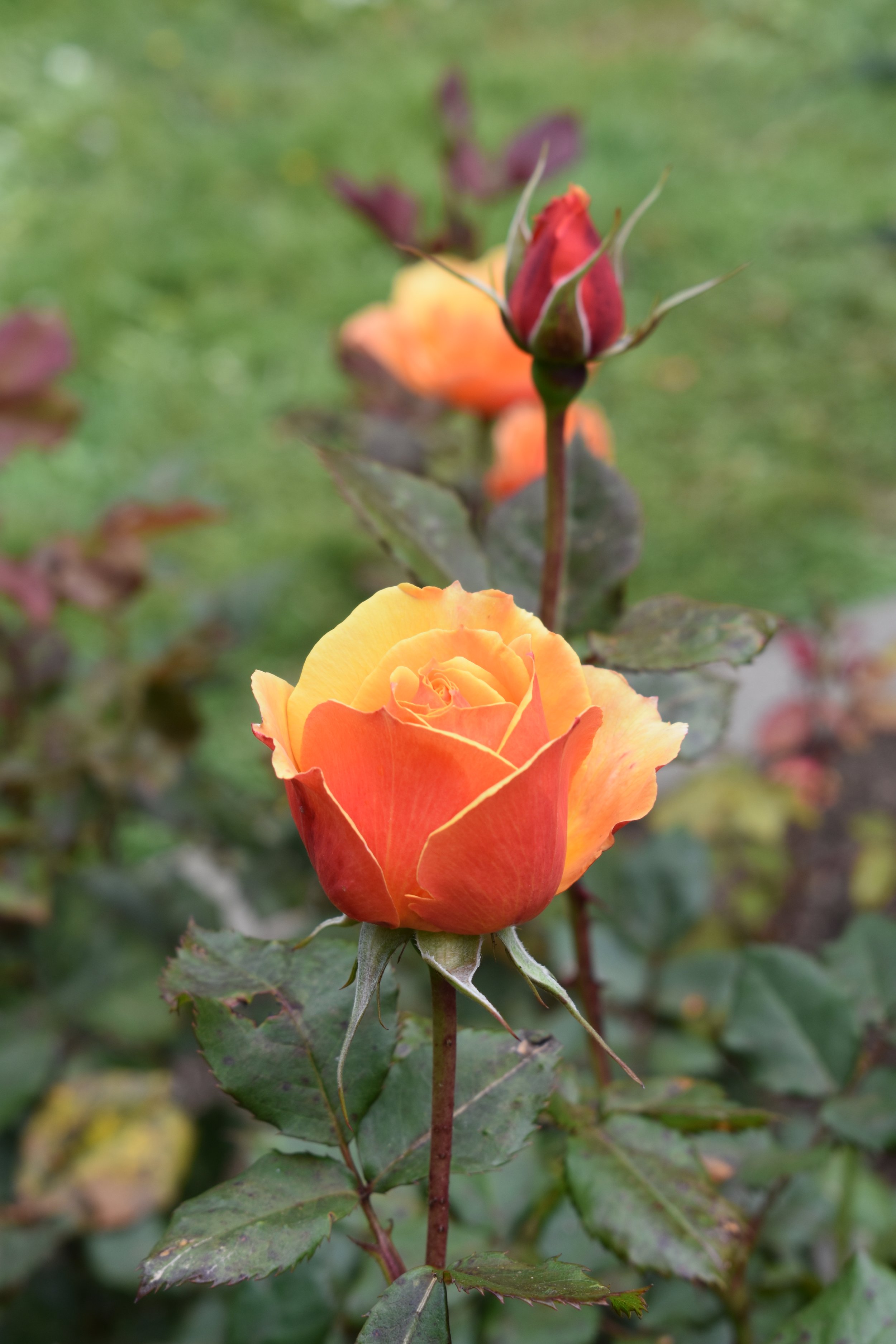 DSC_0255.jpeg