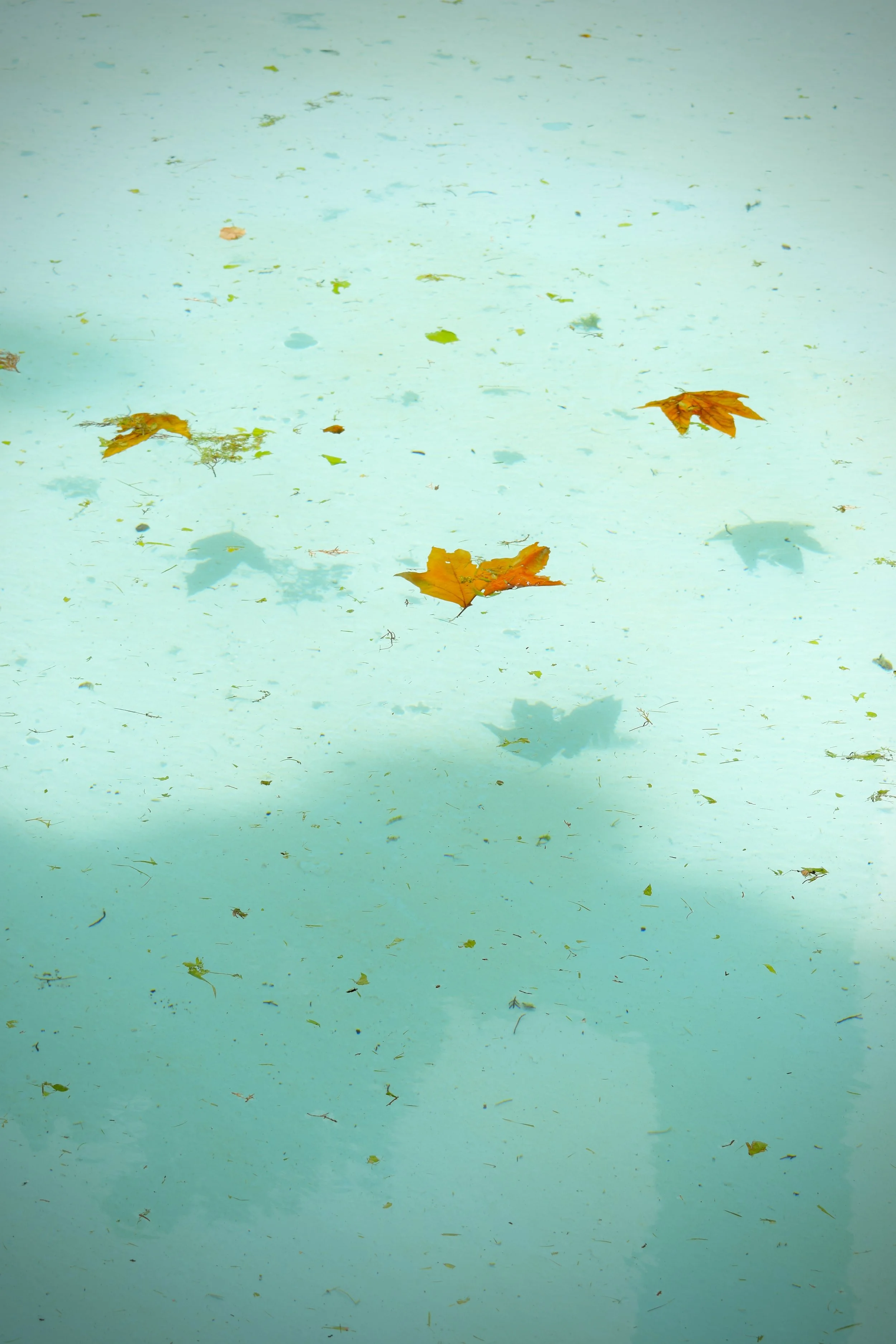 DSC_0254.jpeg