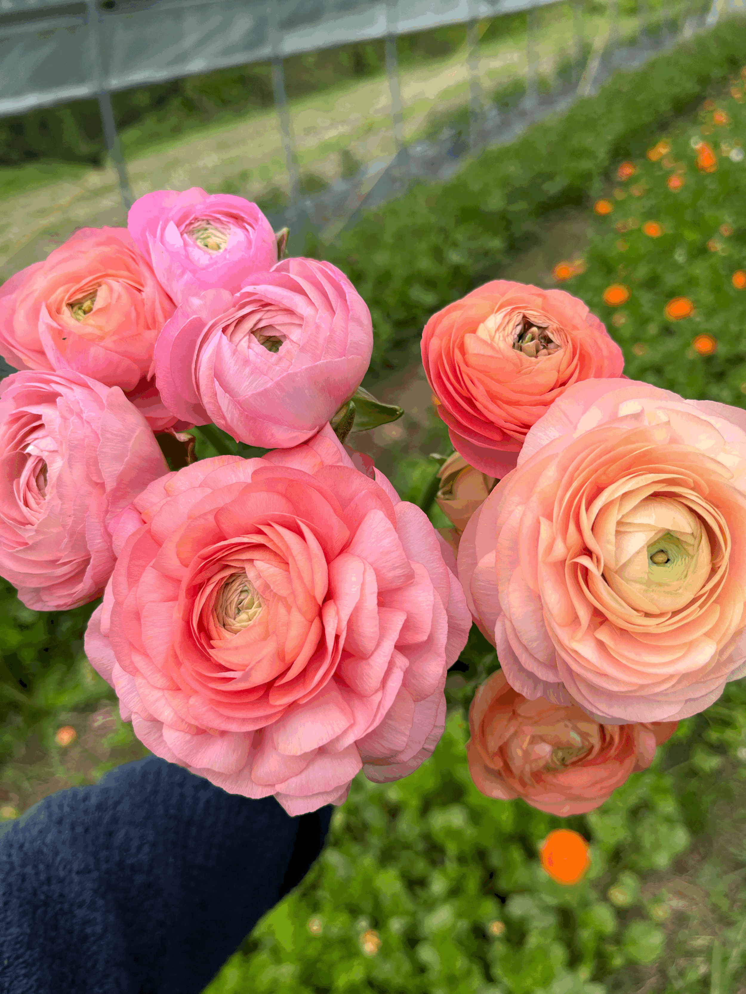 Ranunculus &amp; Anemone