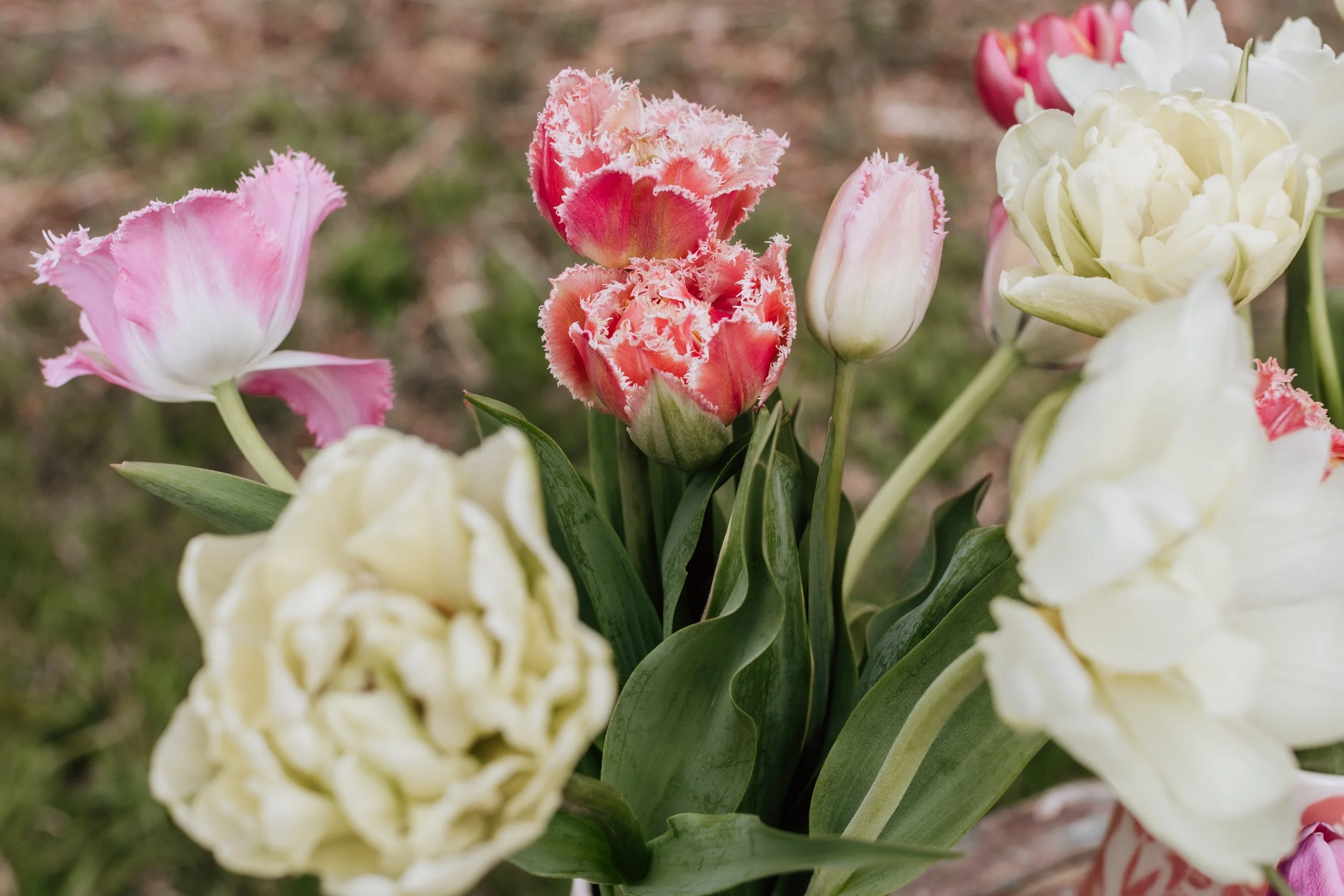 20260502_Brook_Blossom_Farm_Vermont_Tulips_Daffodils-21.jpg