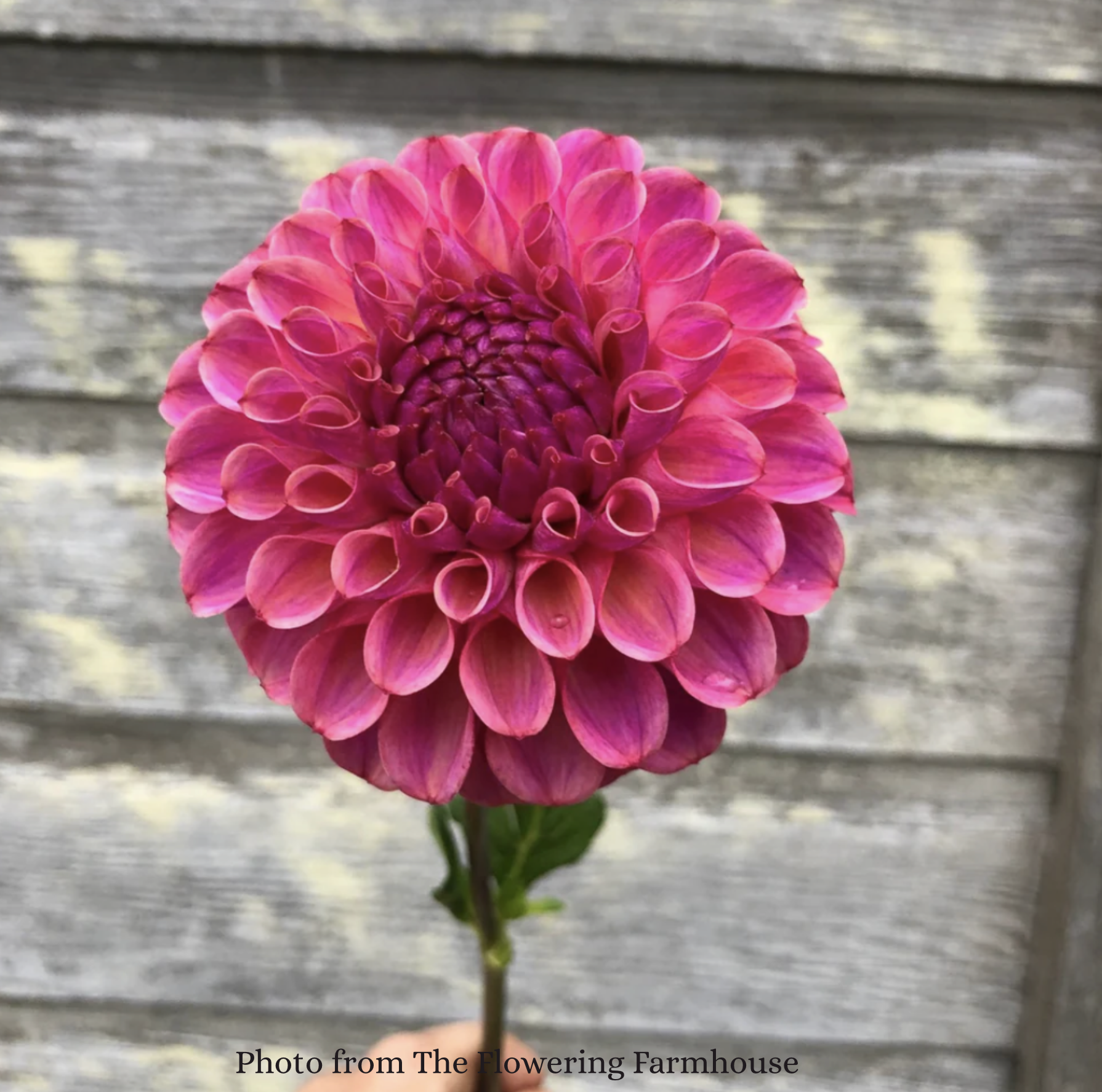 Screenshot 2026-03-31 at 12.44.32 PM.png