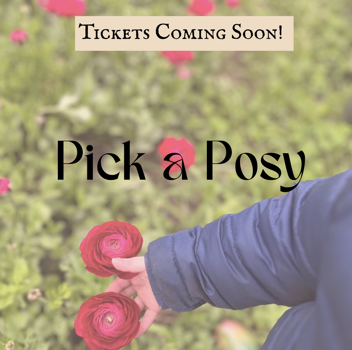 Pick a Posy (For children ages 2-6 and their caregiver(s) )