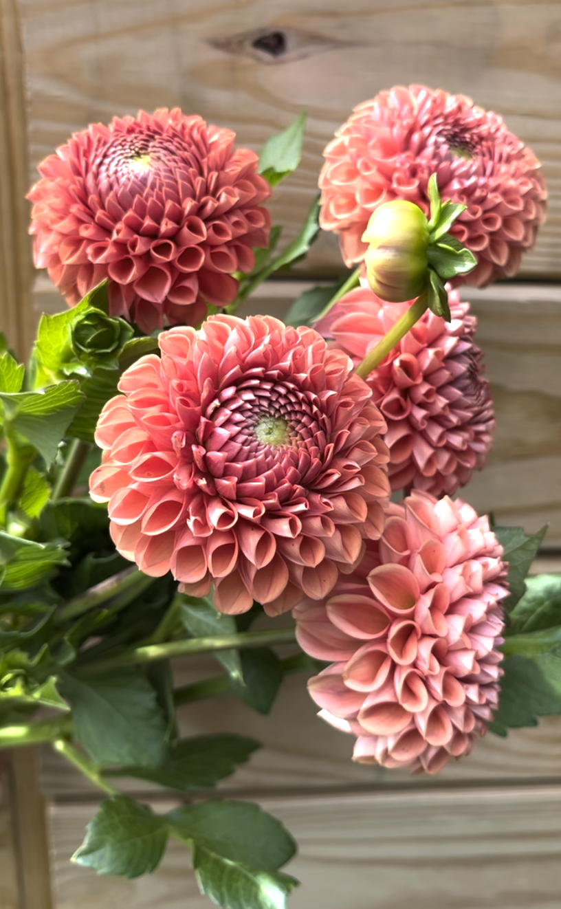 Screenshot 2026-03-31 at 12.25.19 PM.png