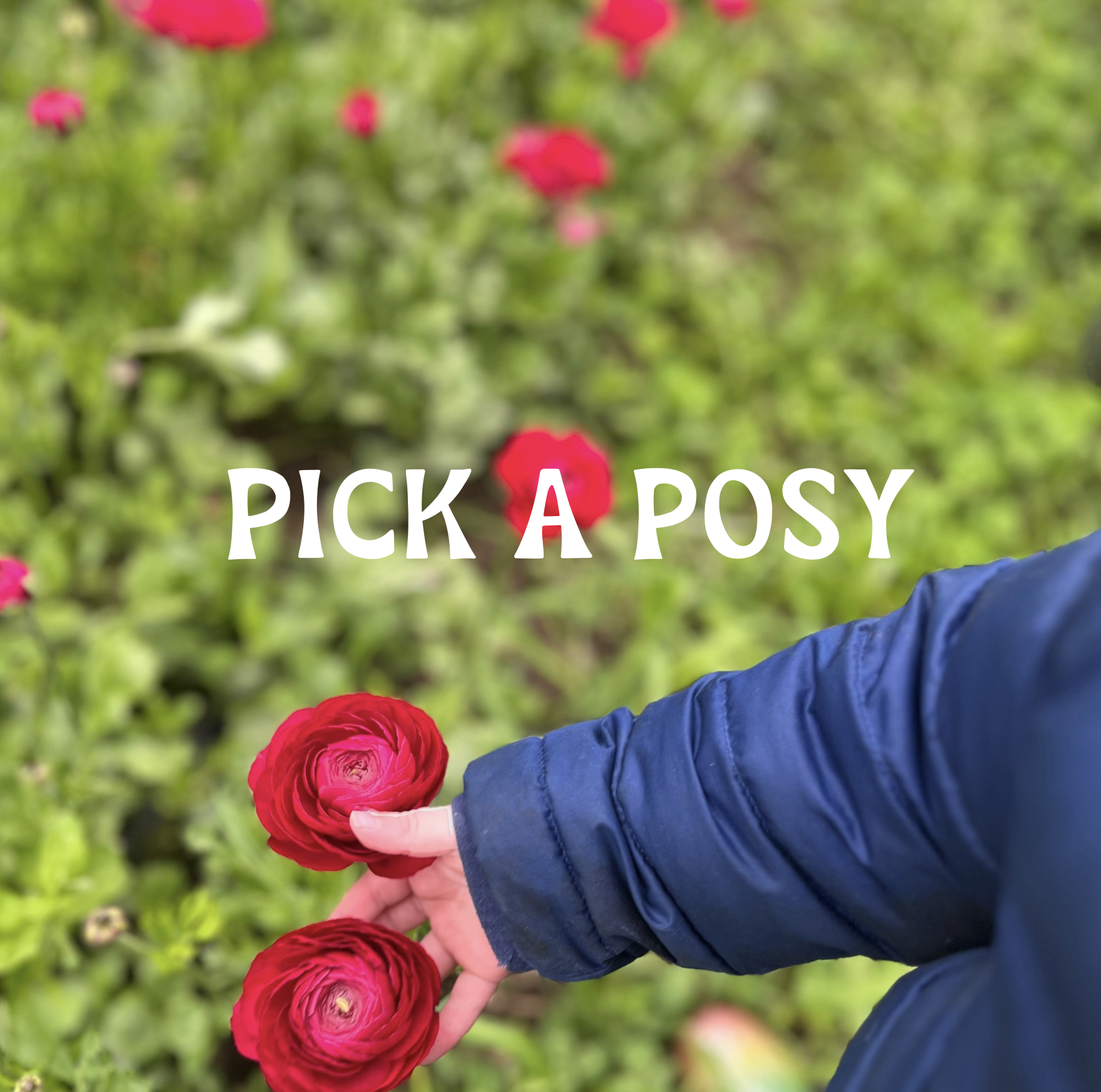 Pick a Posy (For children ages 2-6 and their caregiver(s) )
