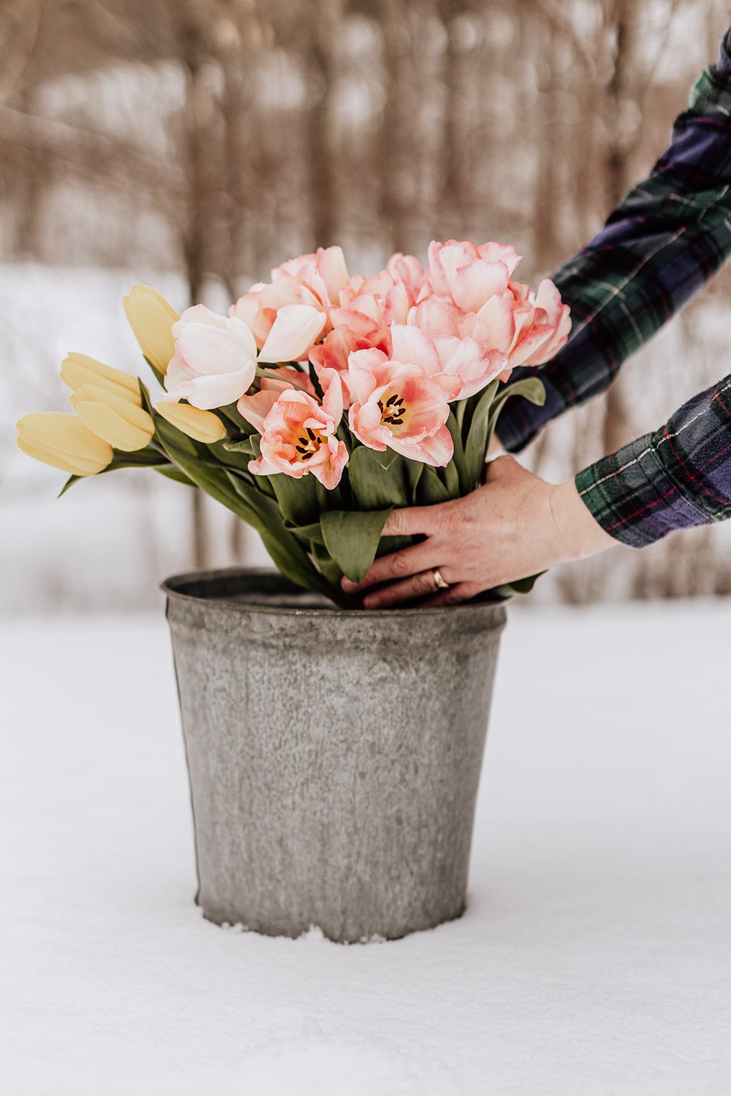 2026_Winter_Tulips_Brook&Blossom-54_websize.jpg