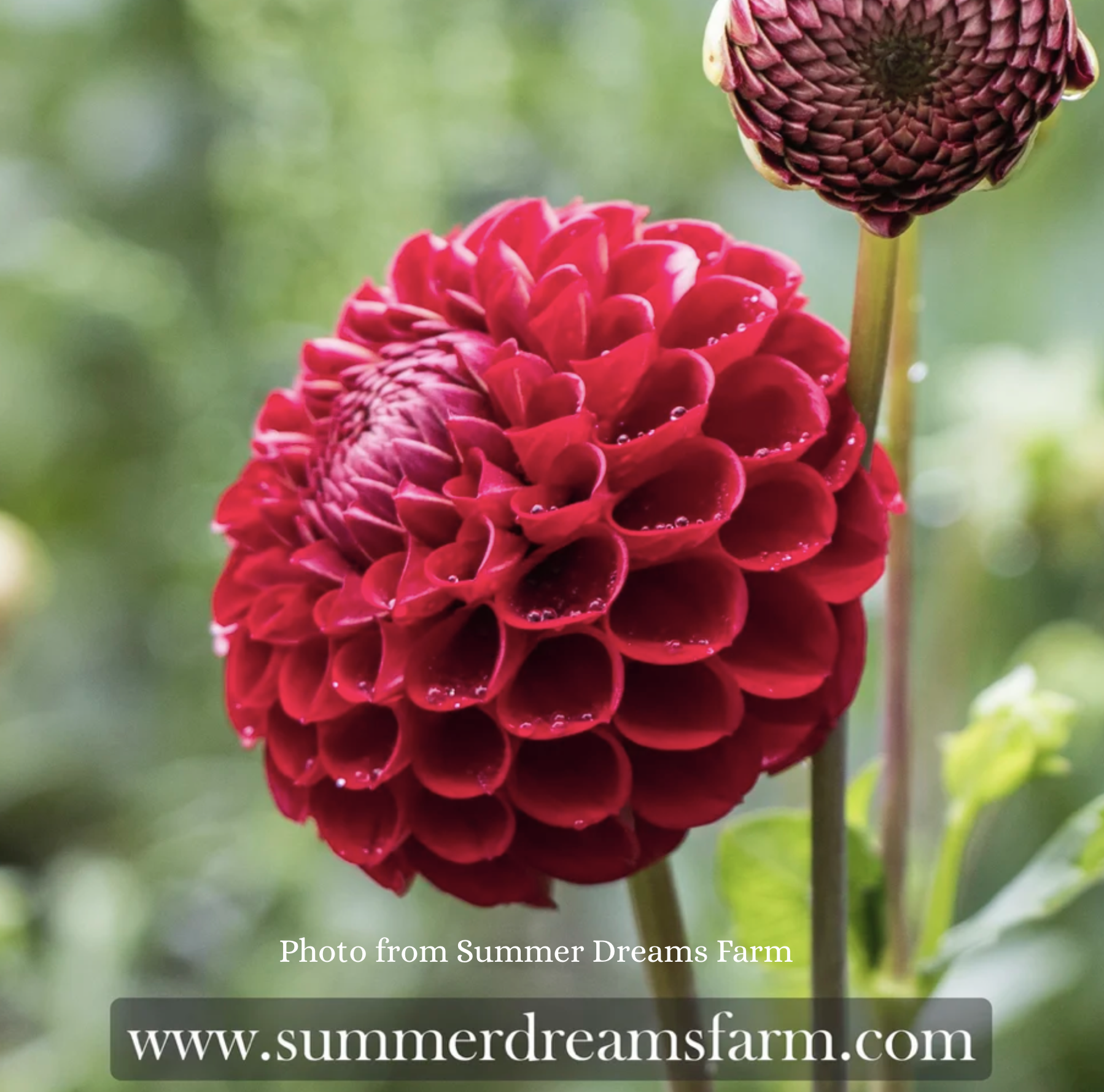 Screenshot 2026-03-31 at 12.32.34 PM.png