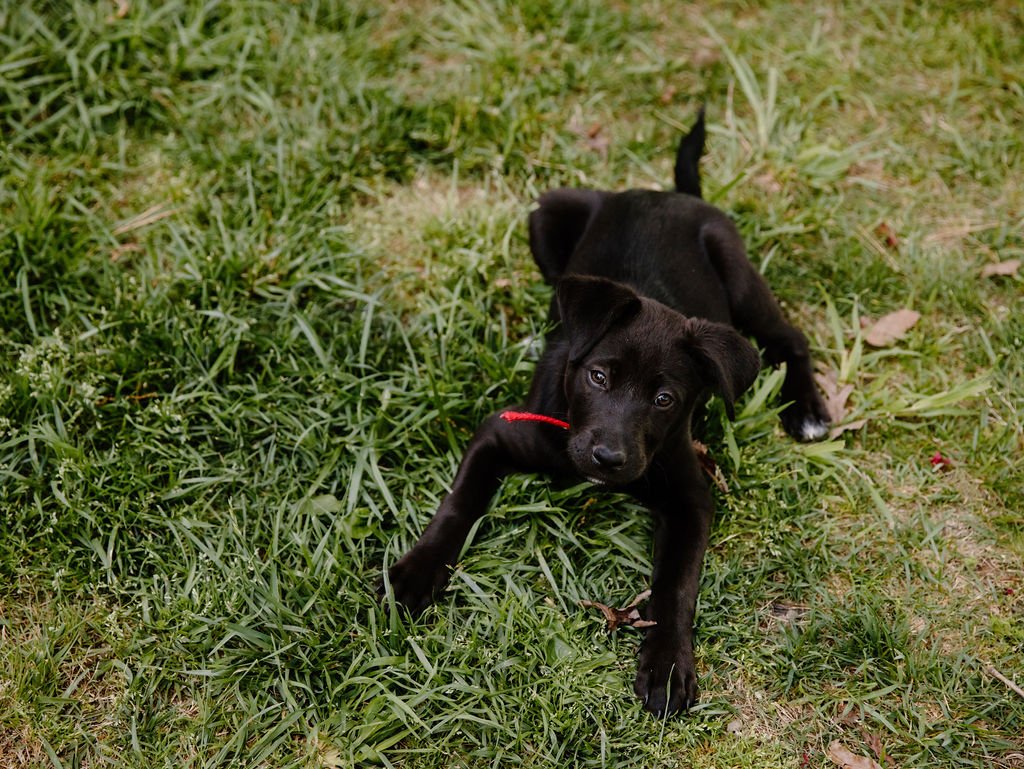 photographers-in-gatlinburg-tn-in-home-photos-in-maryville-tn-family-black-puppy
