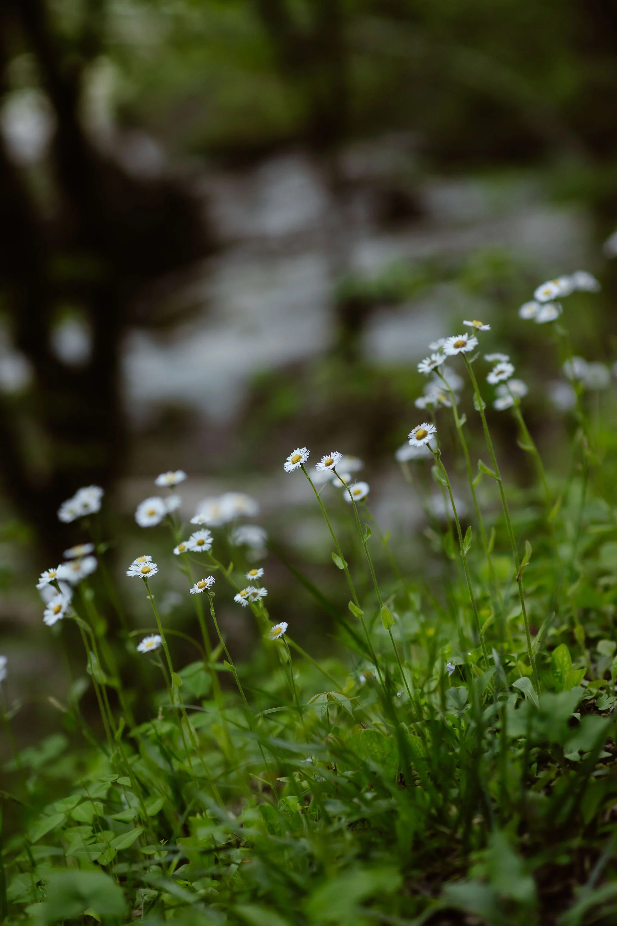 why-your-photographer-should-help-plan-your-smoky-mountain-elopement