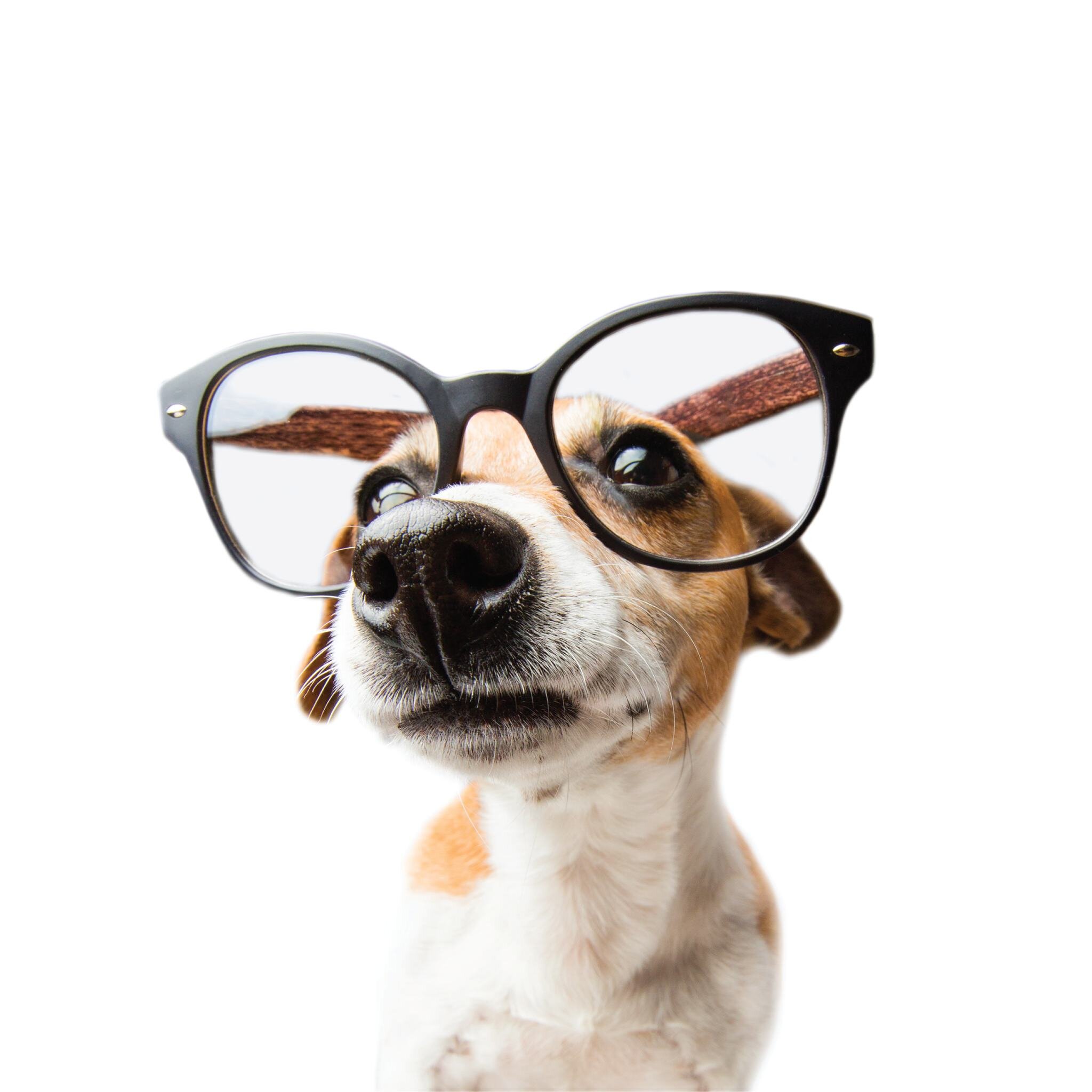 Furry friends deserve clear vision, too 🐾 Now serving pets! Wondering if your dog can see 20/20? Our pet eyewear could make all the difference. Don't wait&mdash;schedule an appointment today, and let's help your pup see the world in a whole new way!