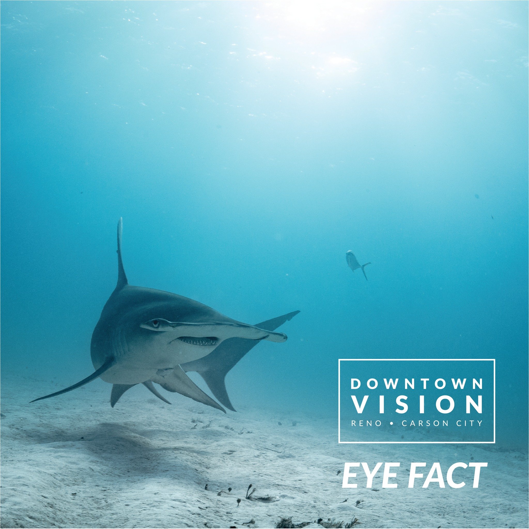 Did you know we share eye traits similar to those of the Hammerhead shark? Because of their wide-set eyes, they have stereo vision similar to that of humans. This means they have improved depth perception compared to other sharks, making it easier to