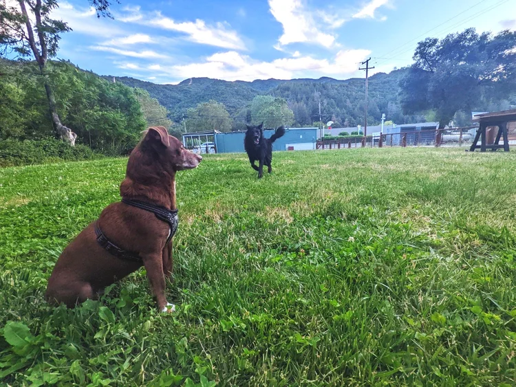Two dogs on a grassy field with a mountainous backdrop, under a partly cloudy sky