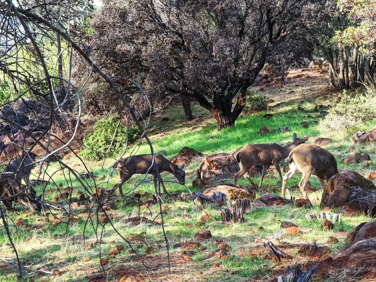 Three deer grazing among trees and rocks in a forest clearing
