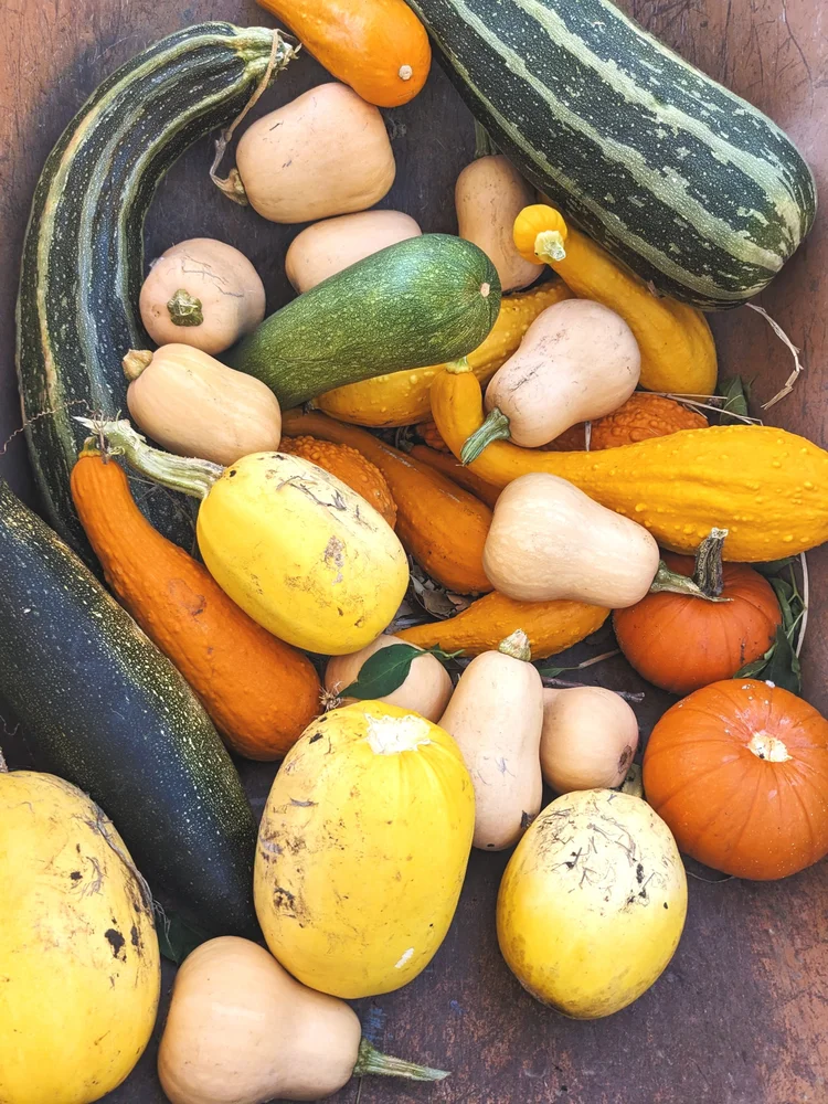 Assorted squash and pumpkins, including zucchini, butternut squash, spaghetti squash, and small pumpkins on a wooden surface