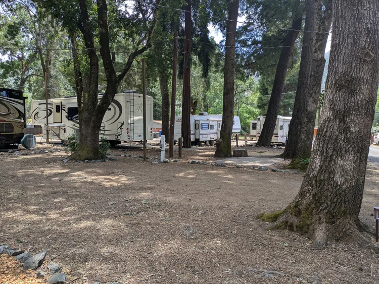 RVs parked in a wooded campsite with trees and gravel ground