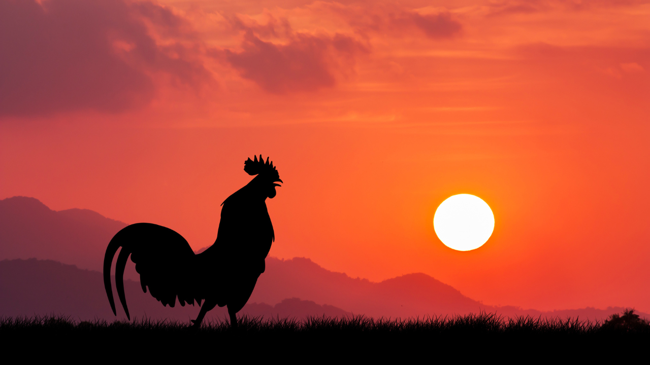 Rooster Crows.png