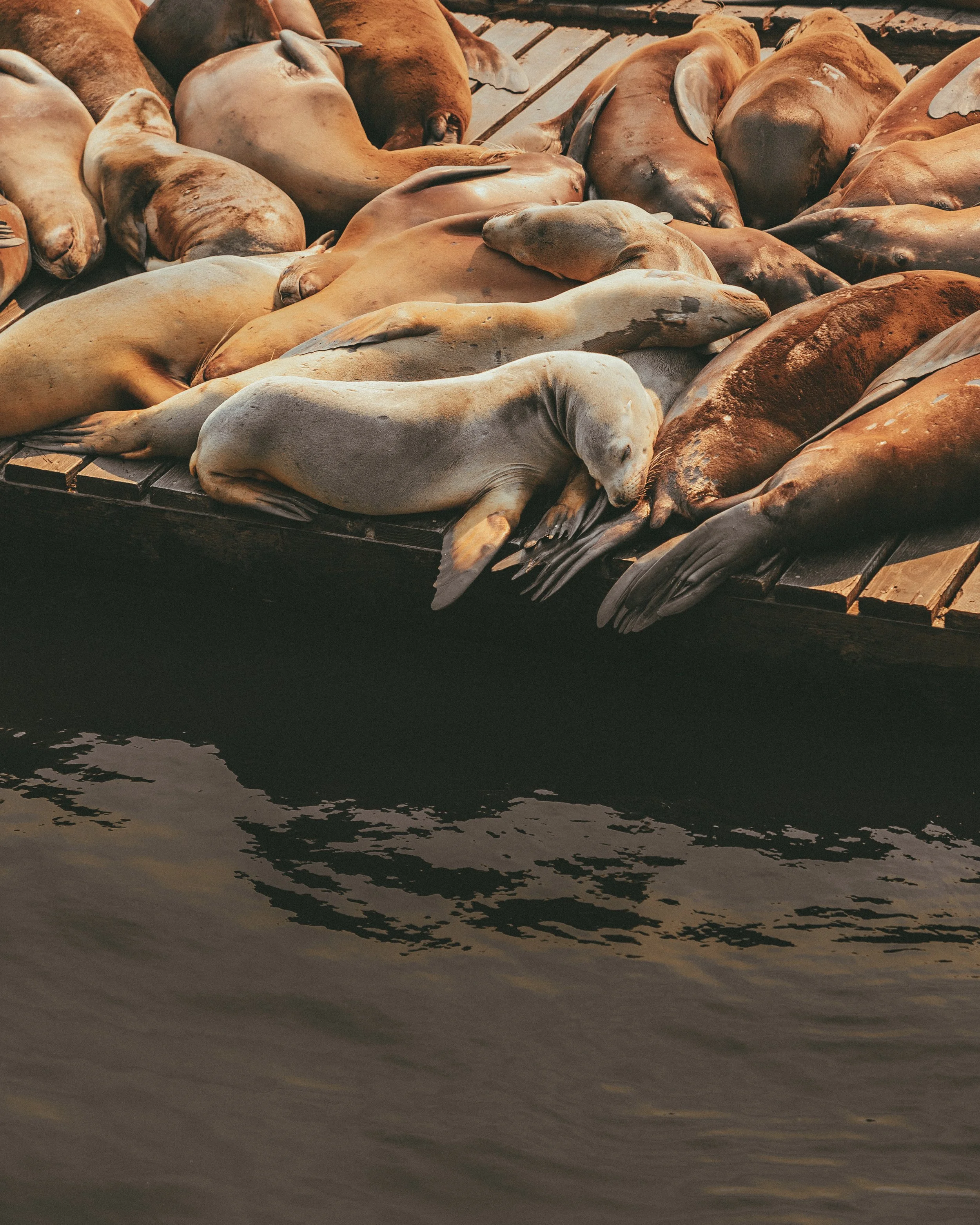 SF_Day 1 (11 of 14).jpg