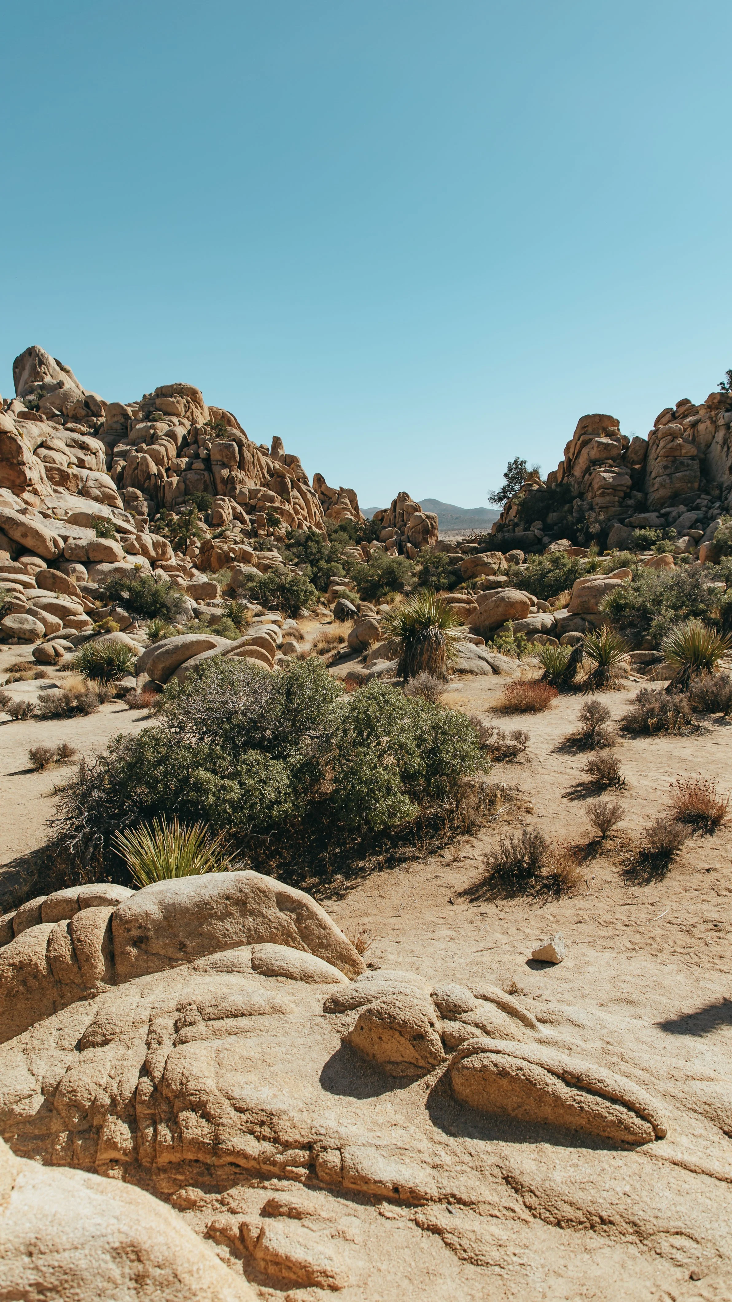 Joshua Tree (13 of 89).jpg