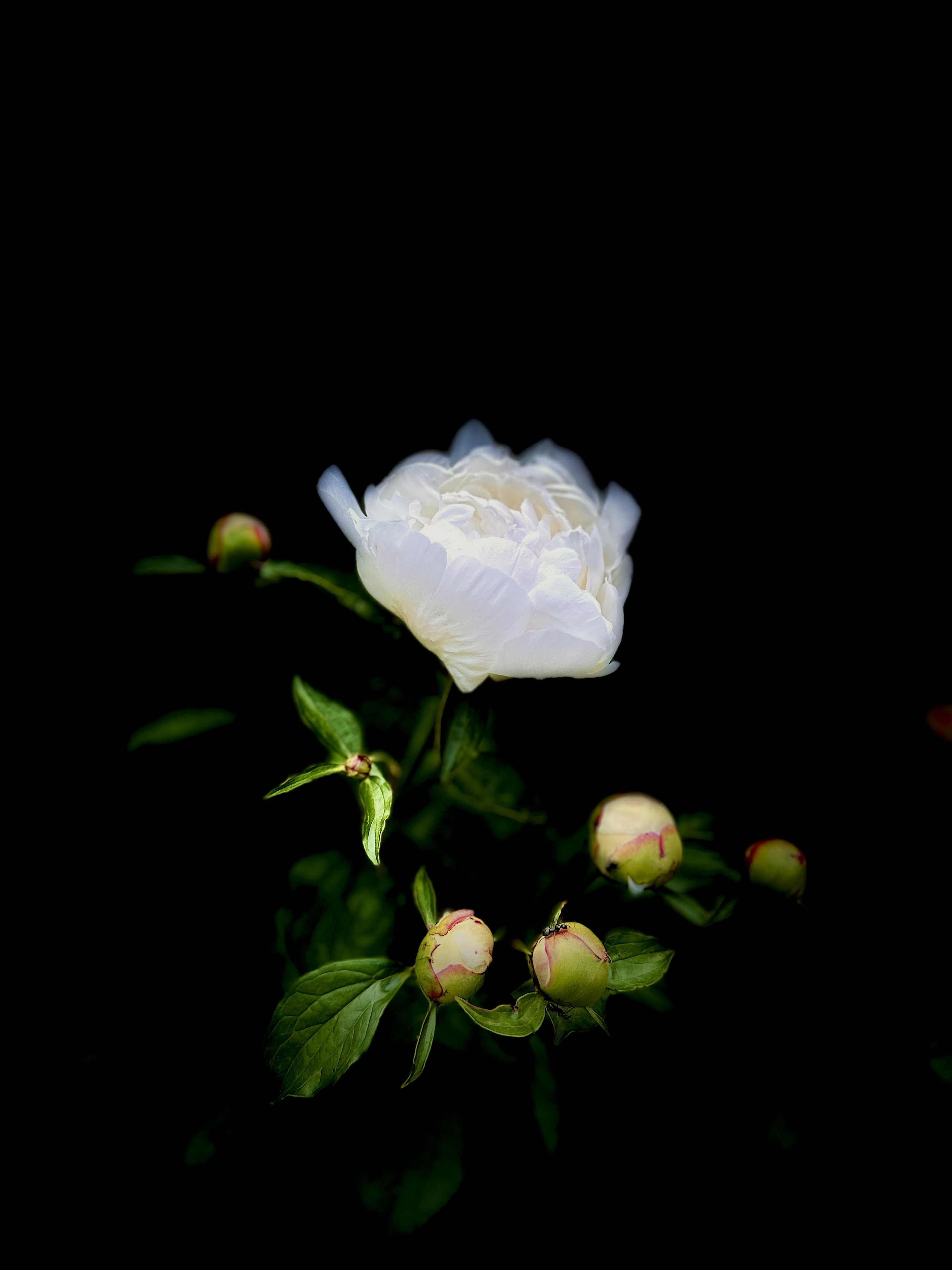 Understanding ISO in Photography