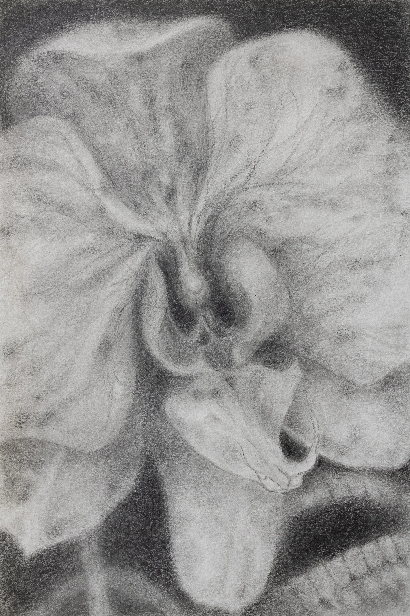 The Vegetal I