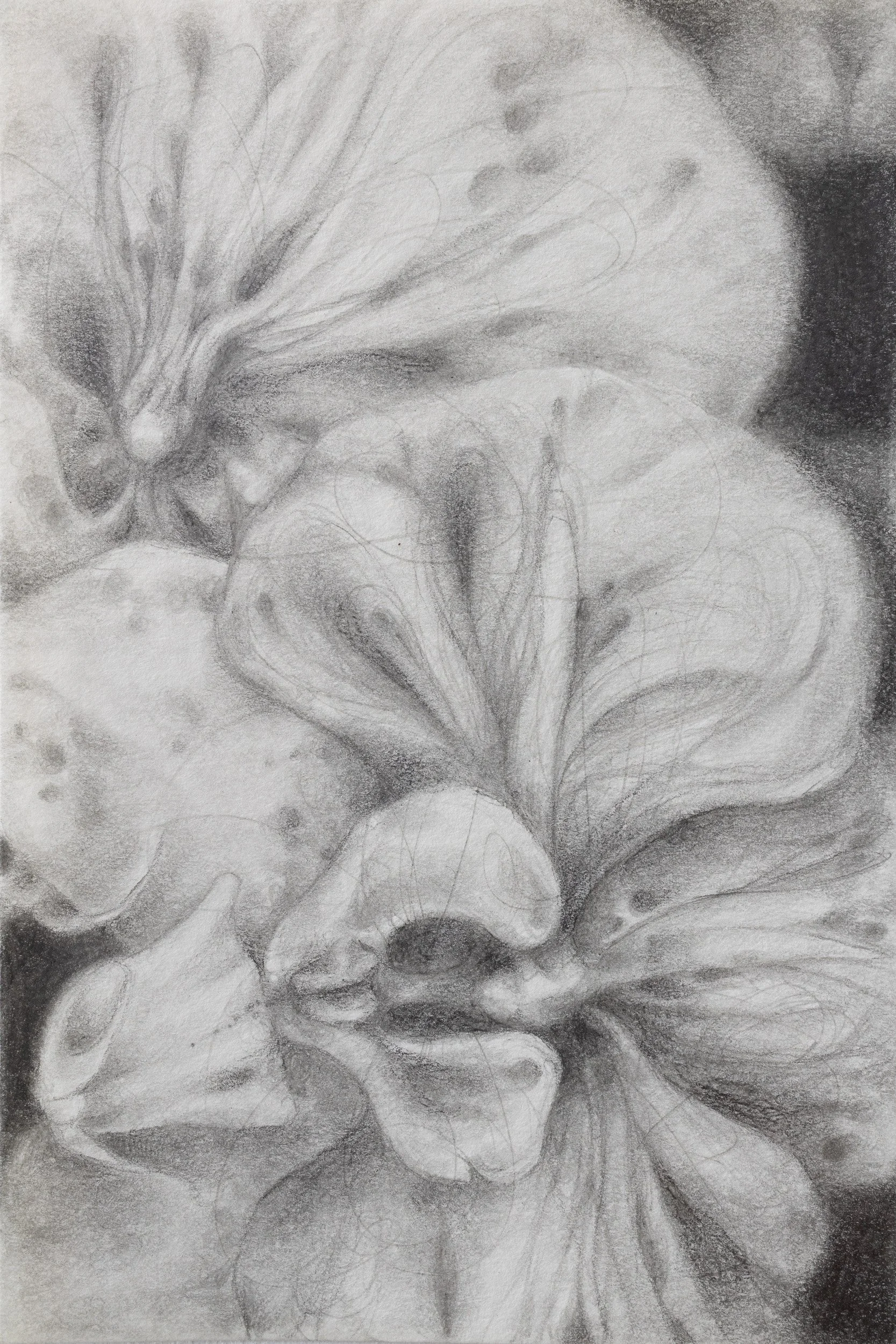 The Vegetal II