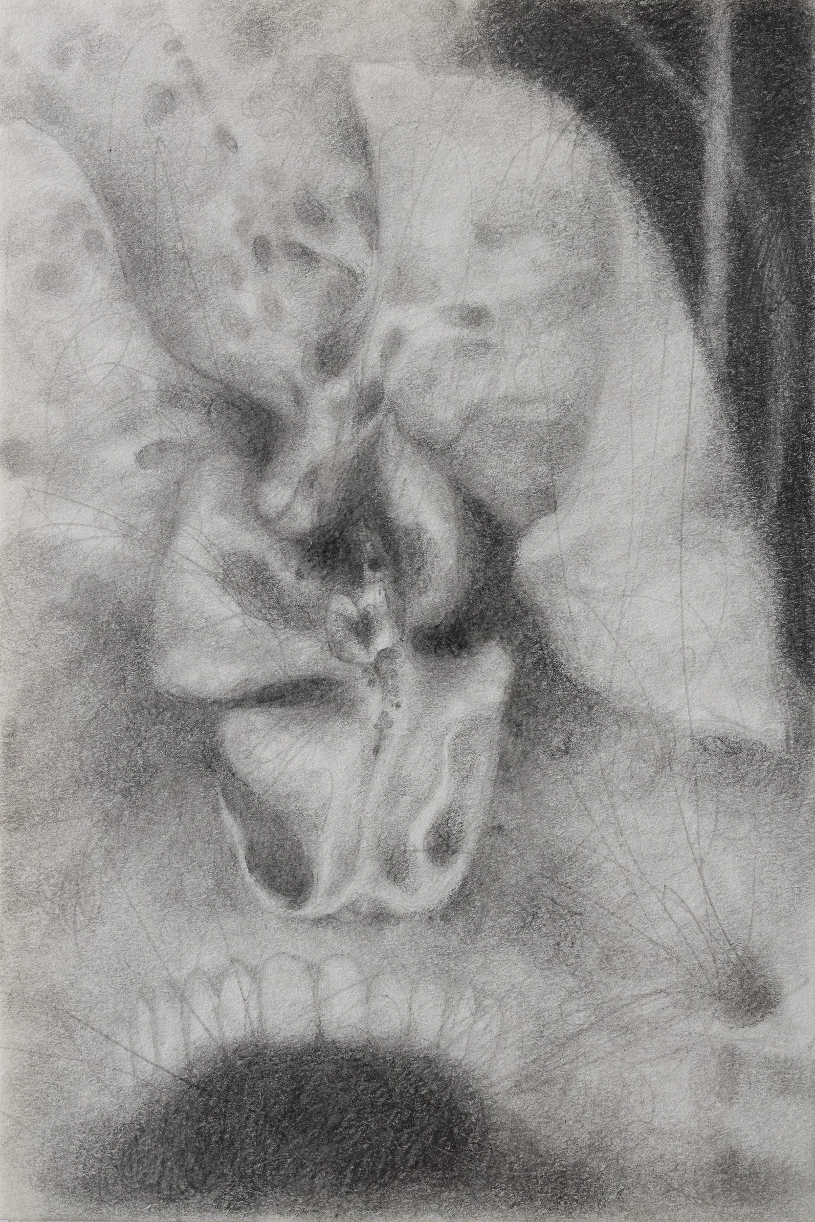The Vegetal III