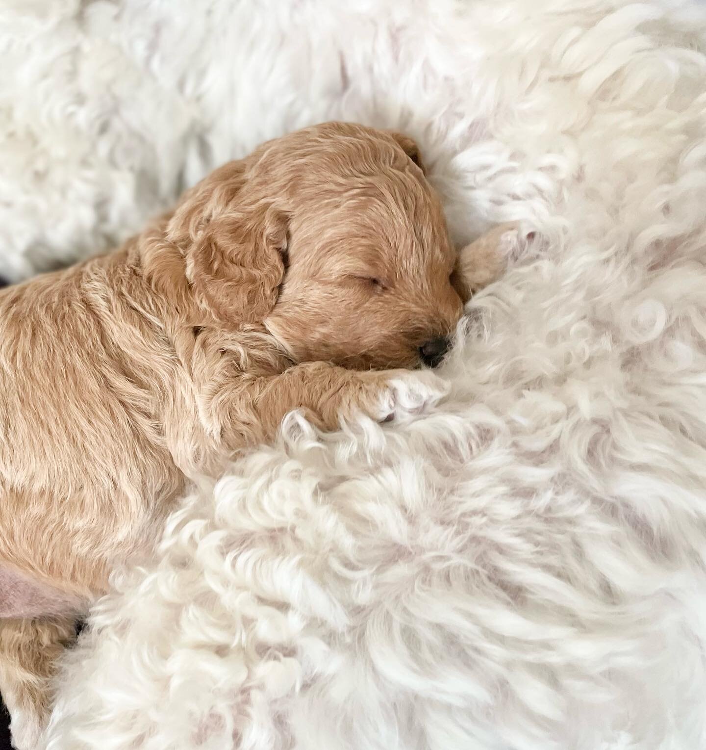 We are SO in love with this precious #pup. I mean, I can hardly handle the cuteness overload. As she snuggles close to her mama each day, these words keep coming to mind, &ldquo;He will cover you with his feathers, and under his wings you will find r