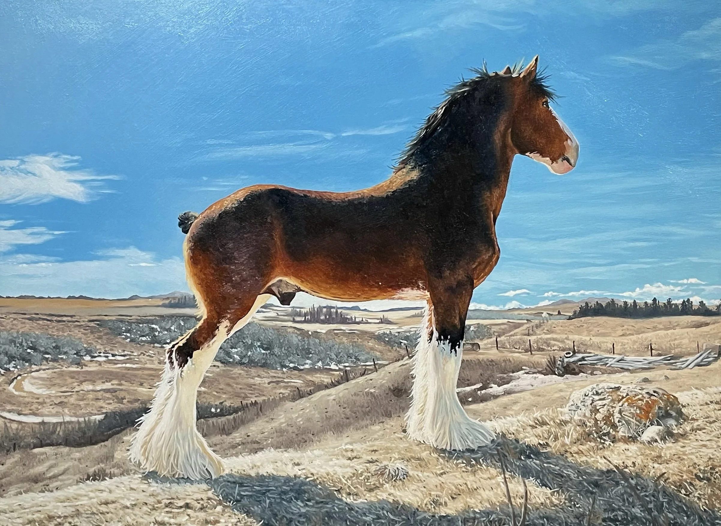 "Wildwood Clydesdale"
Oil on 18"x24" Canvas
Completed 2022